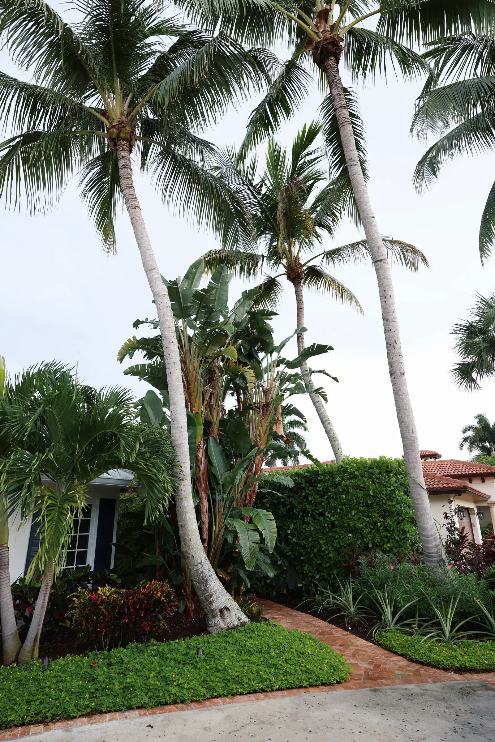 Coconut palm trunks over turf edge