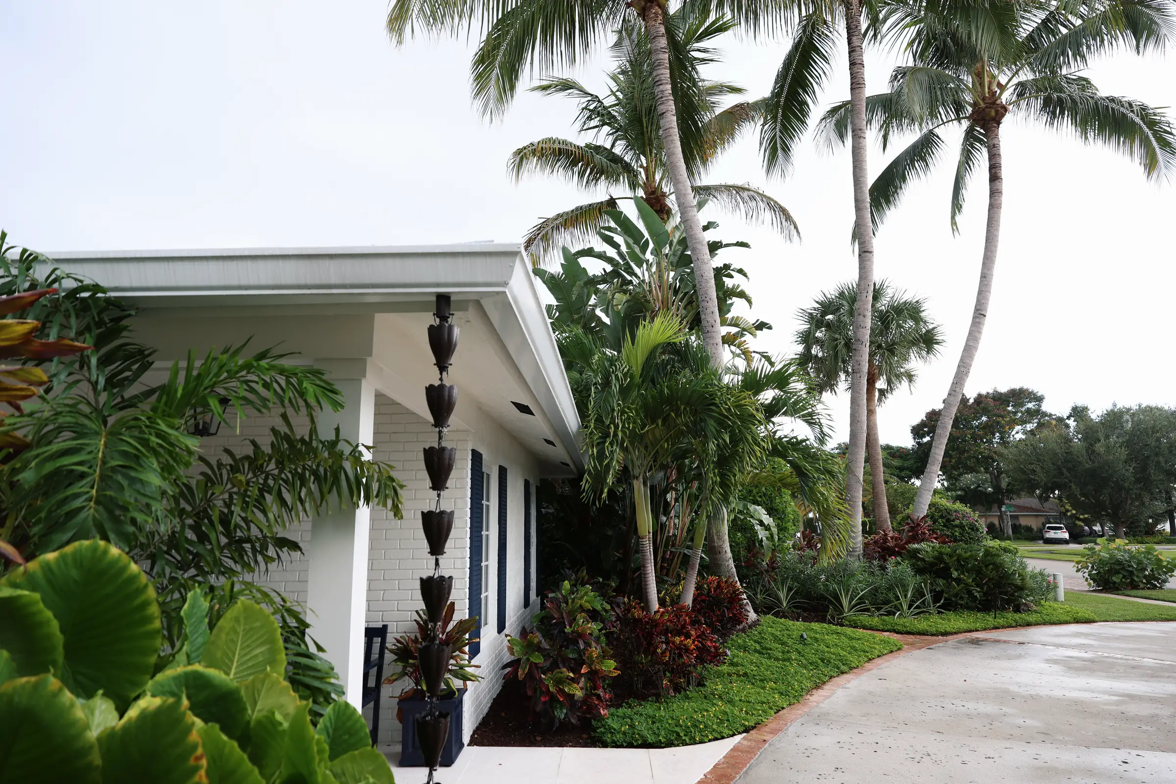 Rain chain, elephant ears, palms, drive