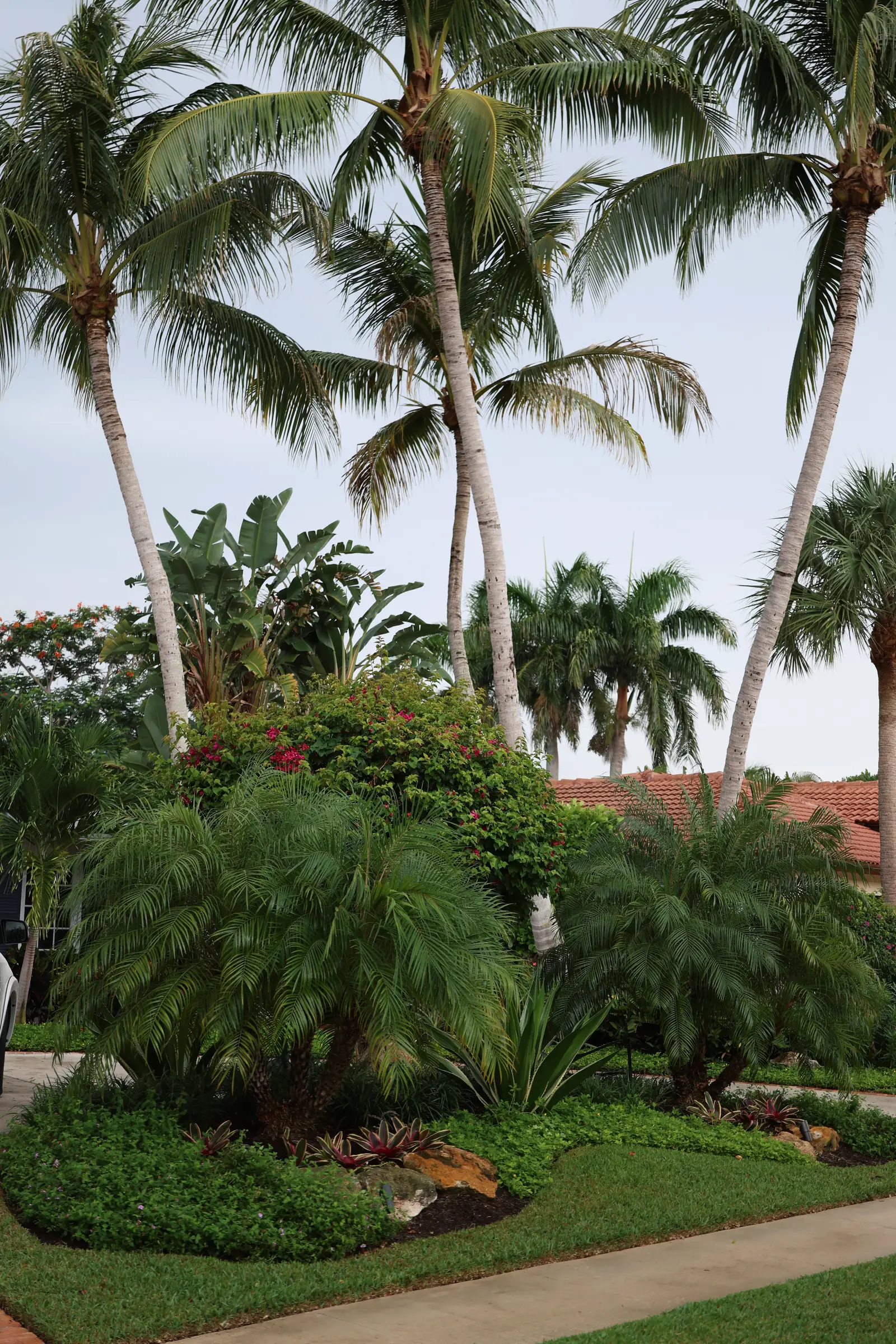 Palm clump, vertical