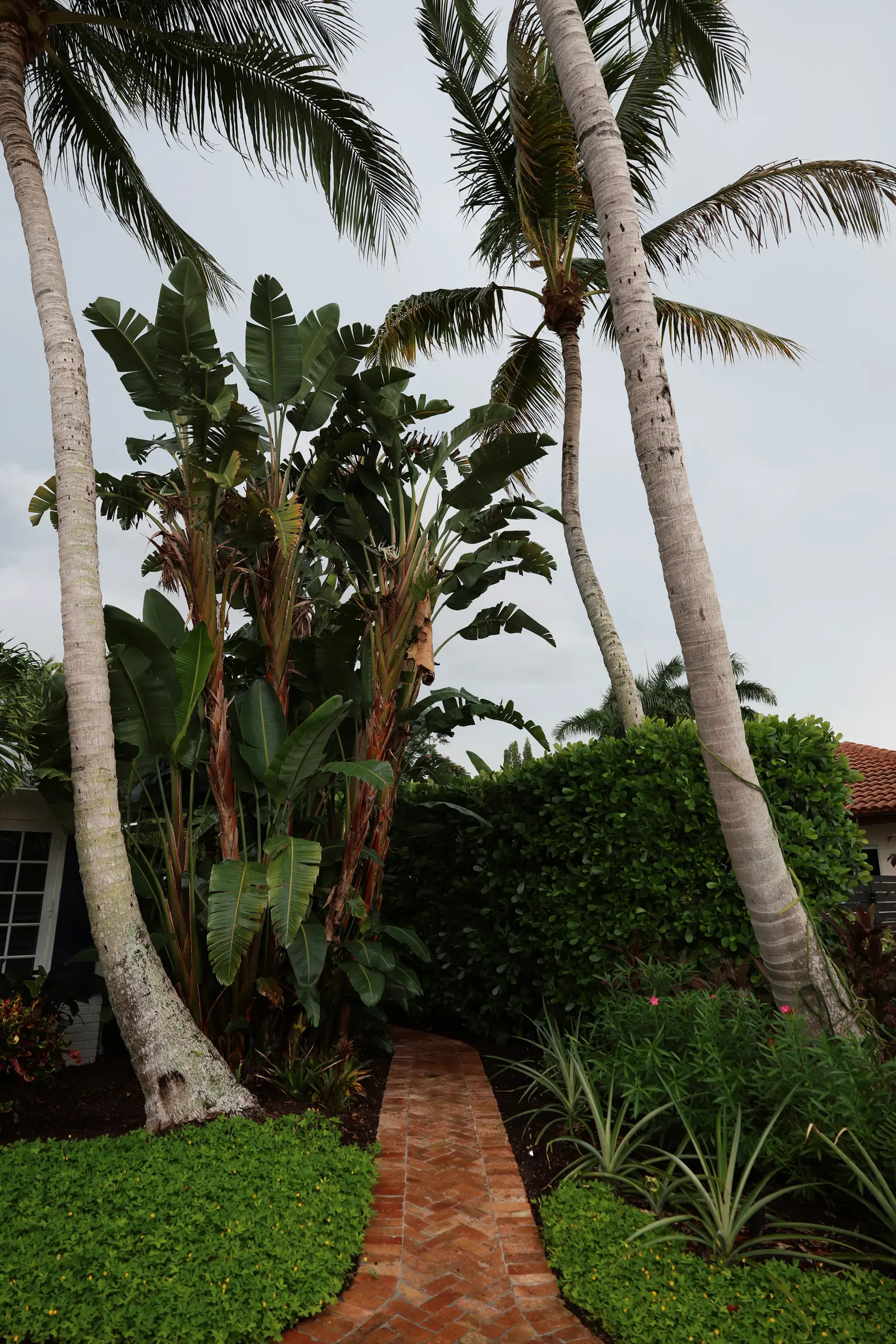 Path between palm trunks, vertical