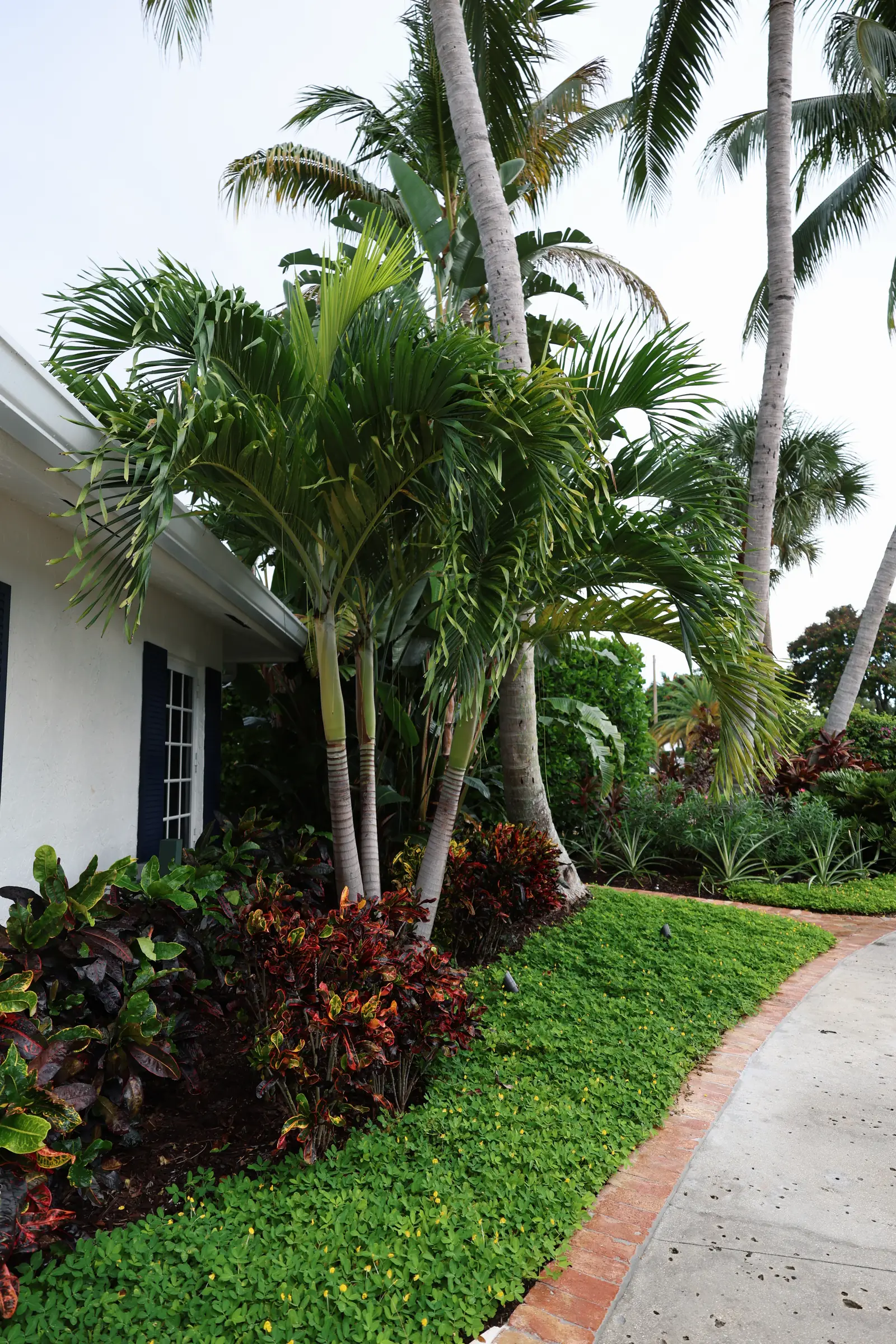 Croton path beside house, vertical