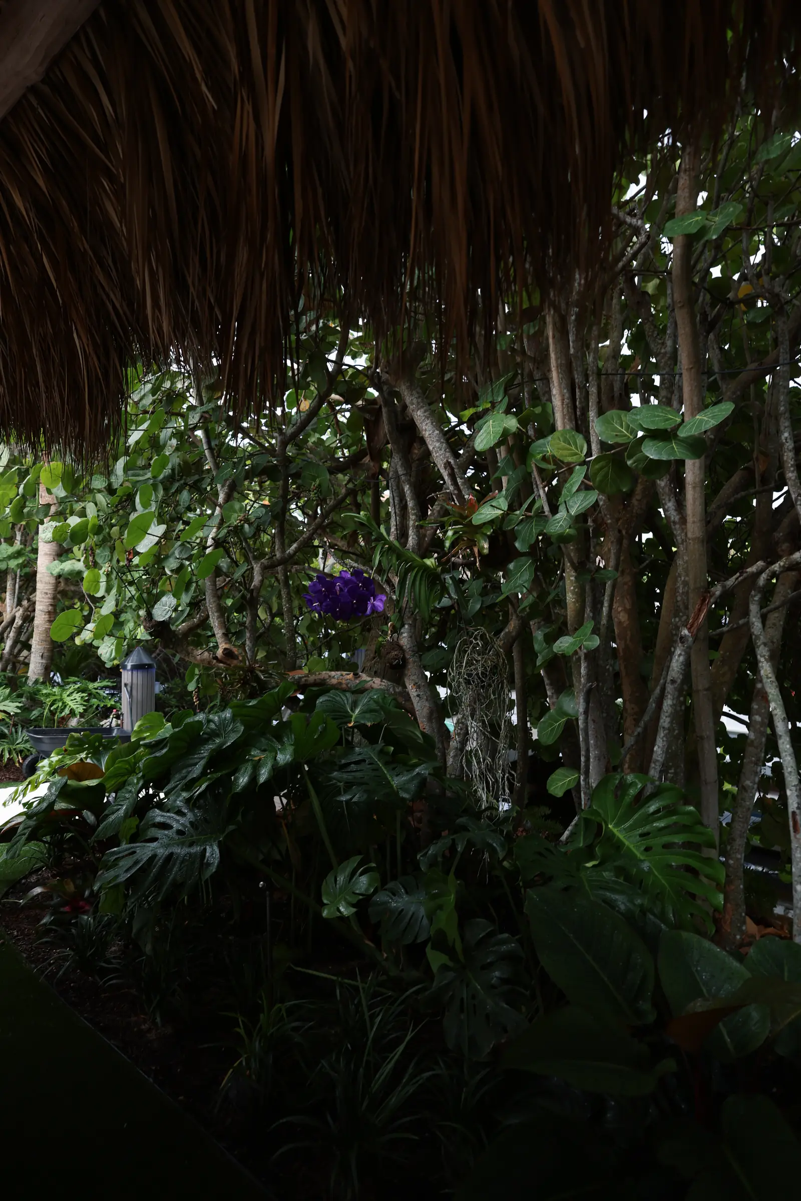 Monstera leaves under palm canopy