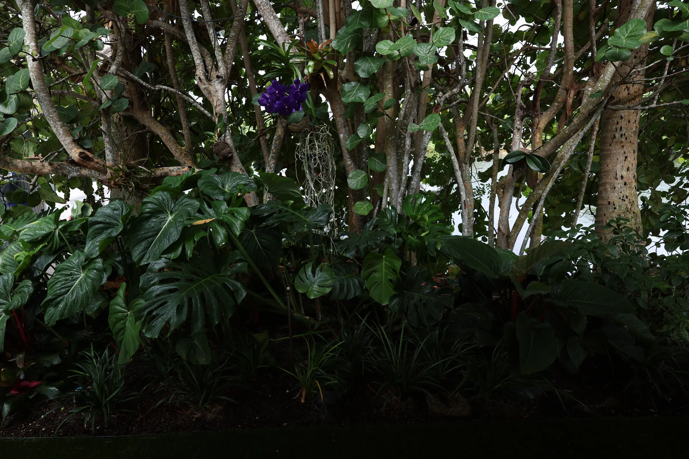 Monstera and orchid tree understory