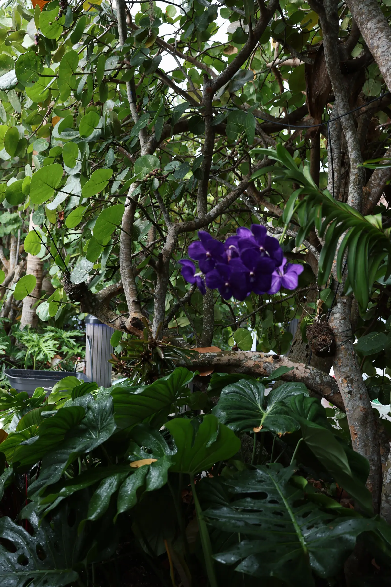 Purple orchid in canopy, vertical