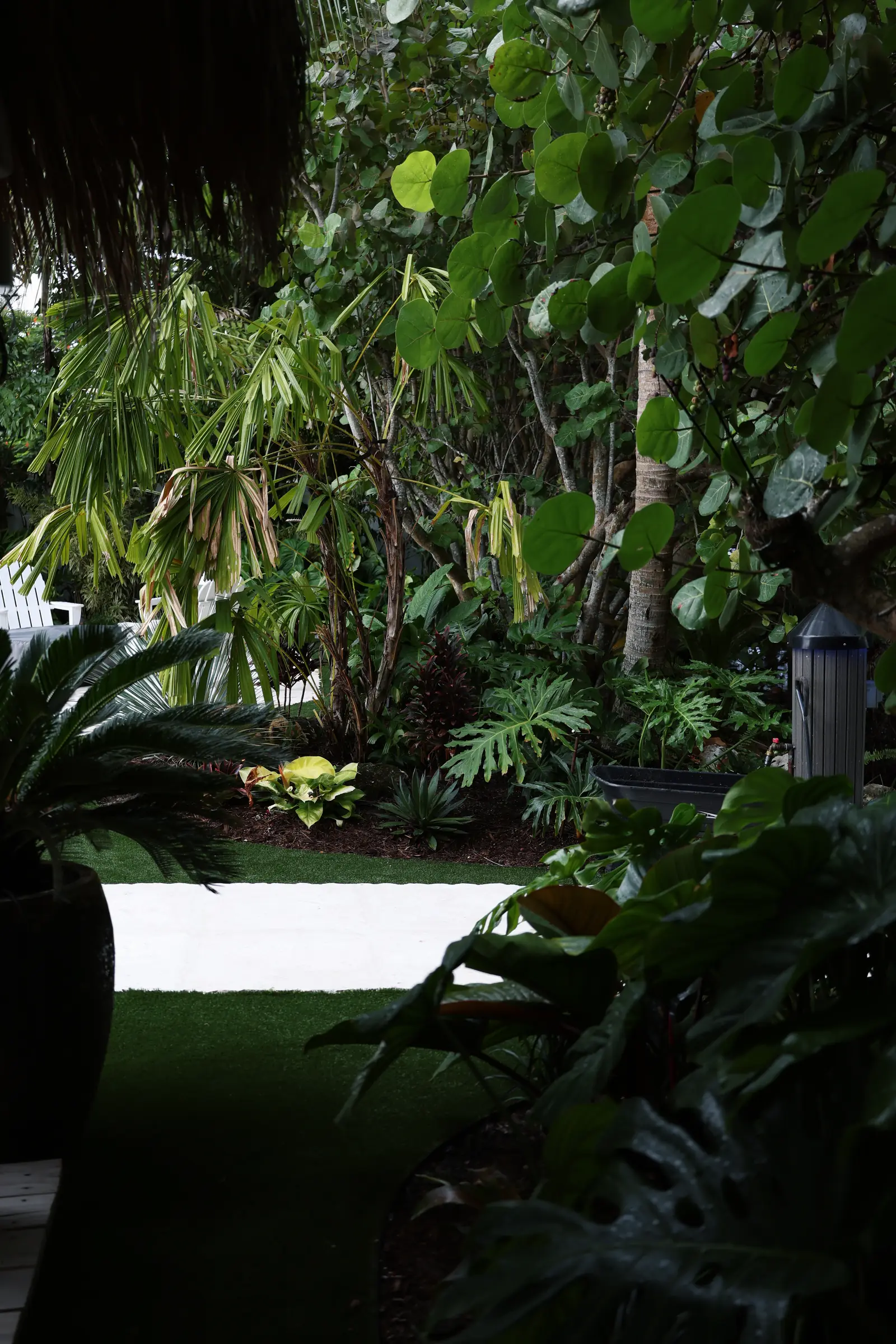 Sago and fan palm along turf path