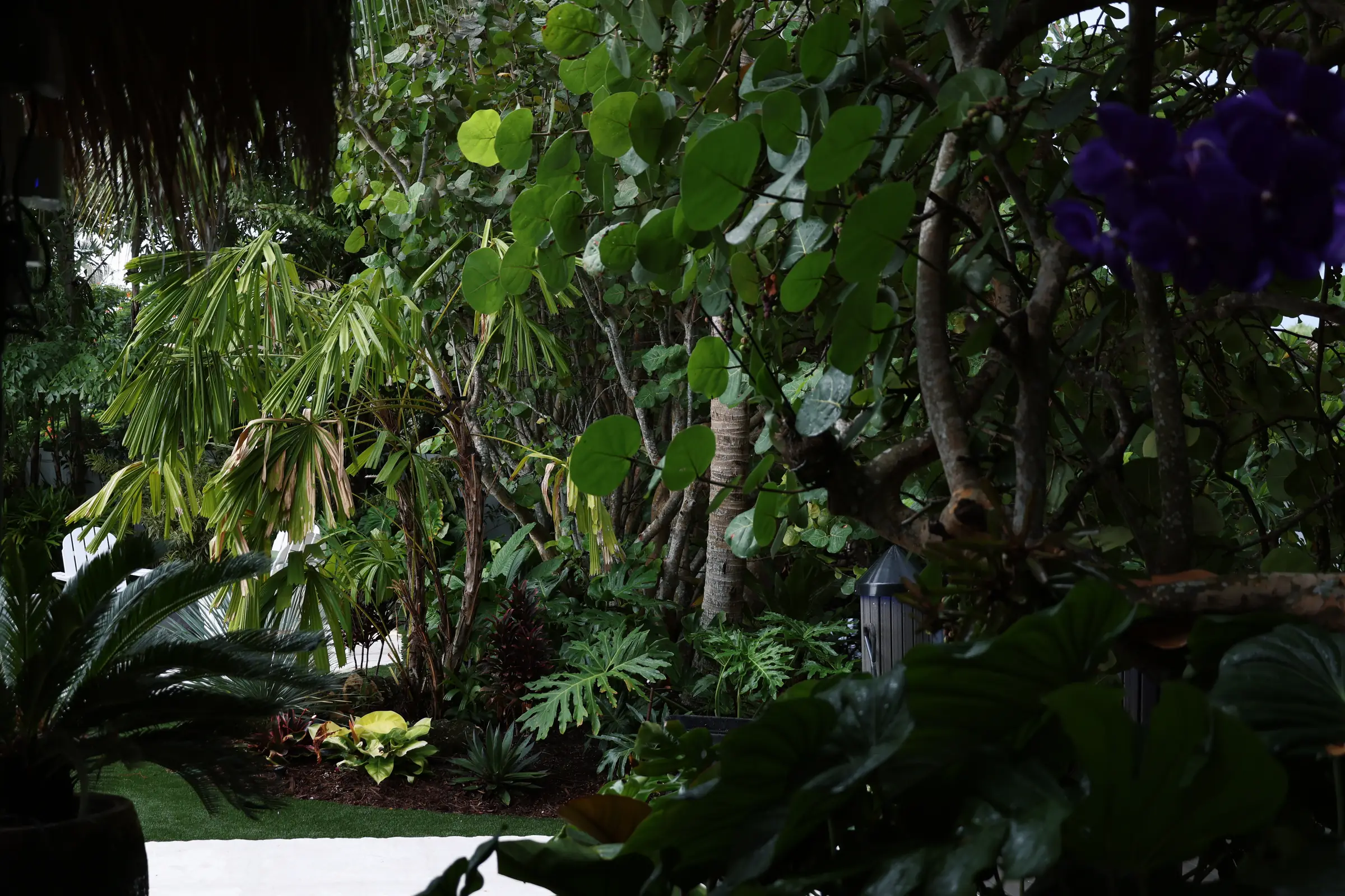 Purple orchid and fan palm canopy