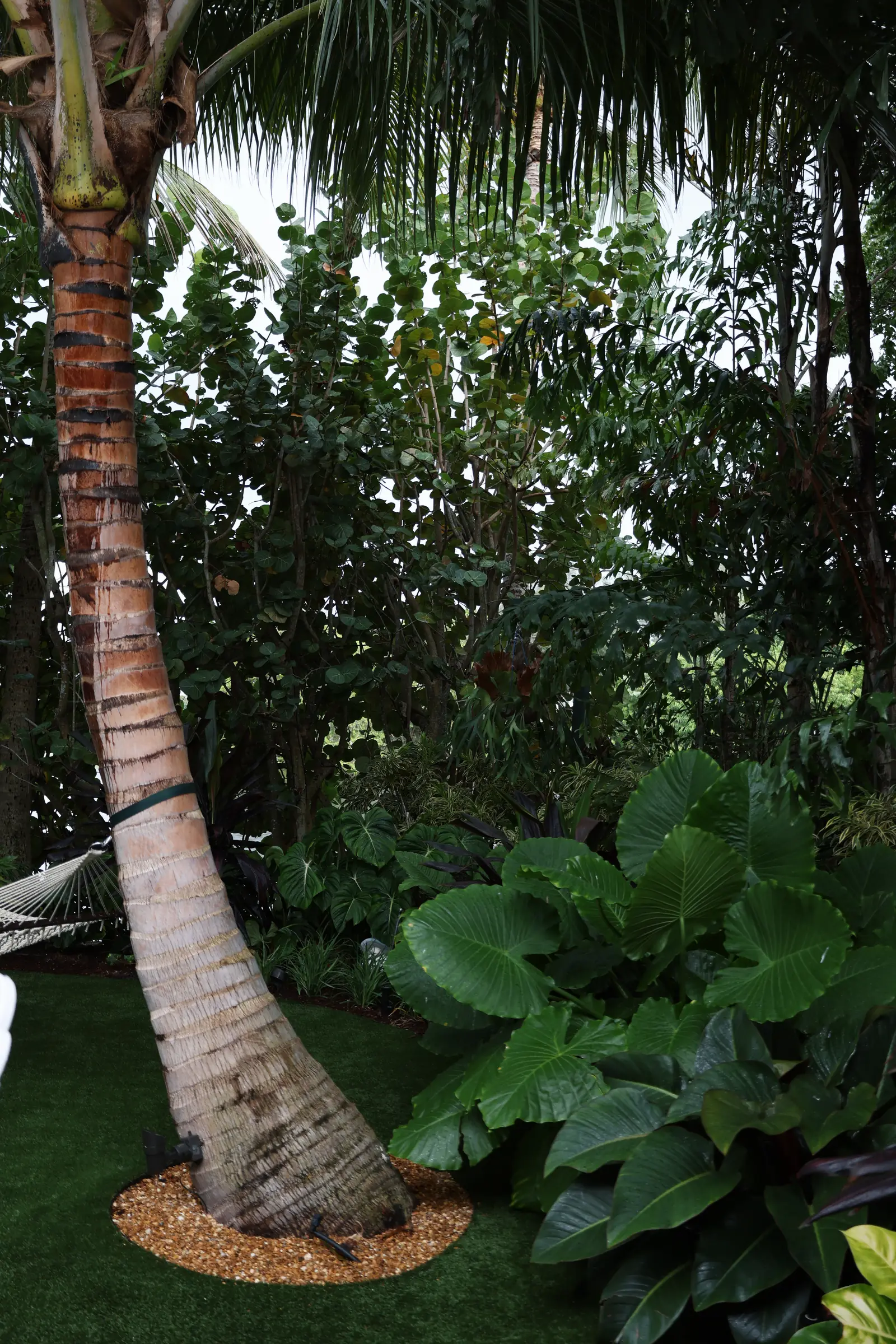 Coconut palm base with alocasia