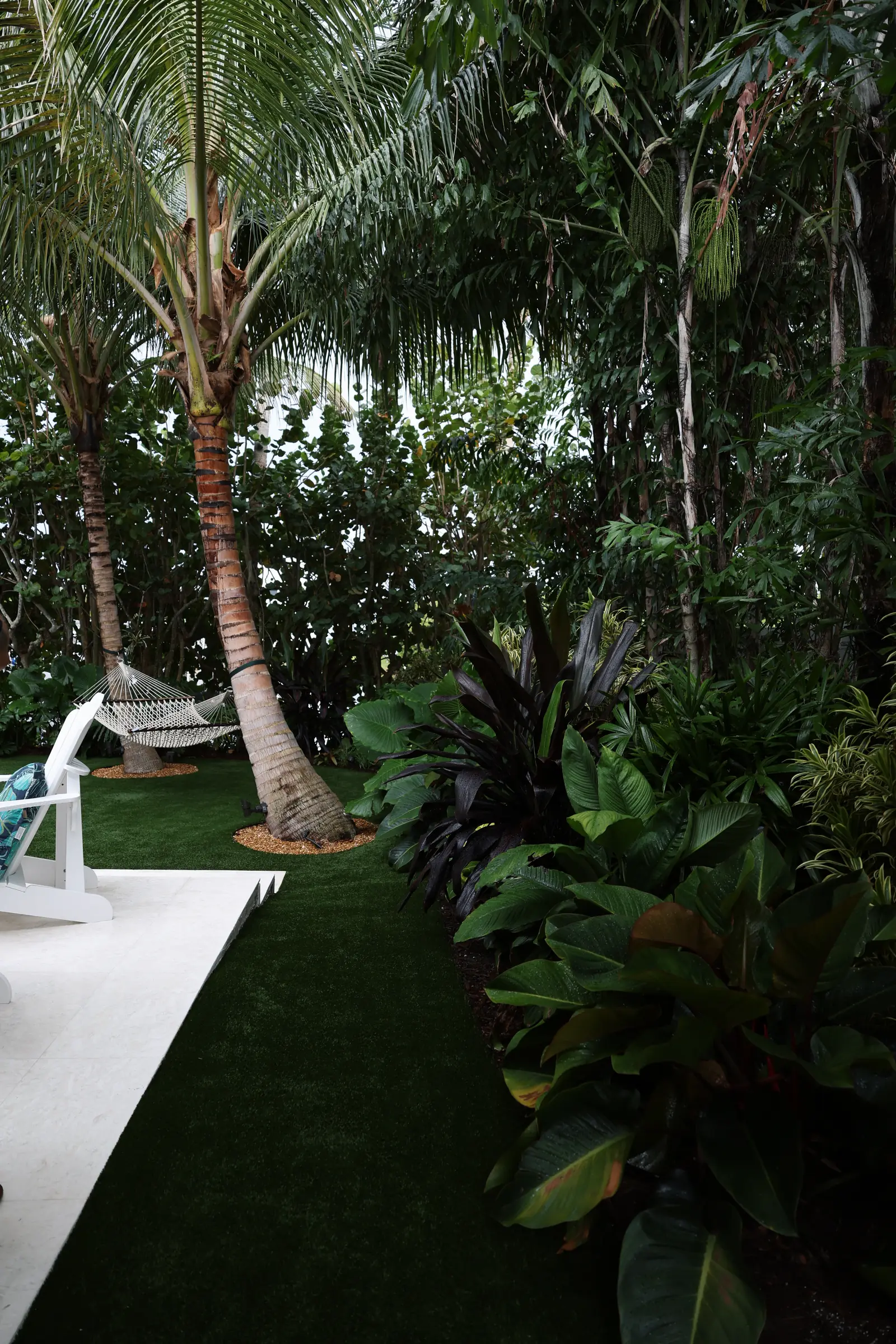 Dark cordyline bed under coconut palm