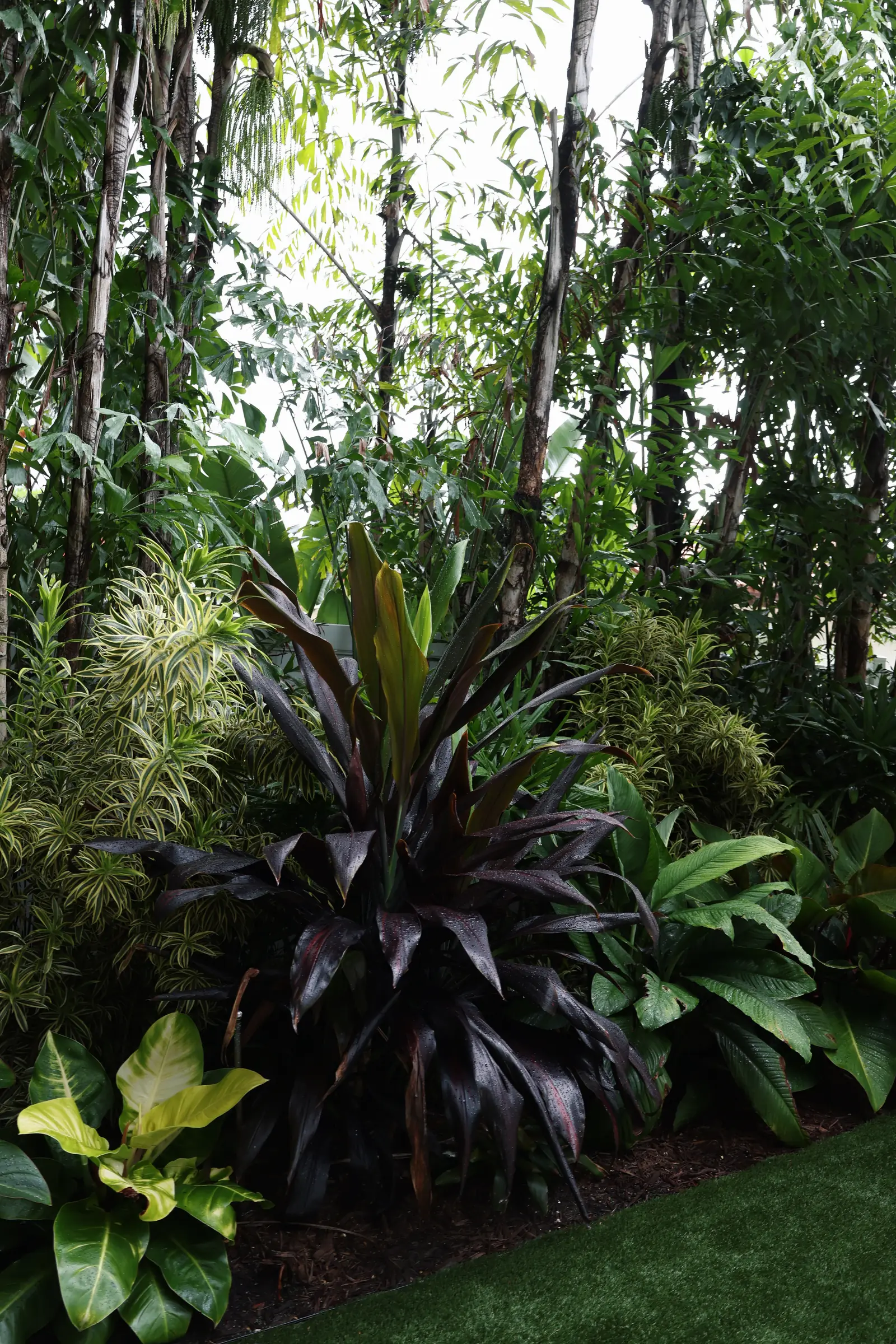 Cordyline croton and alocasia layered bed