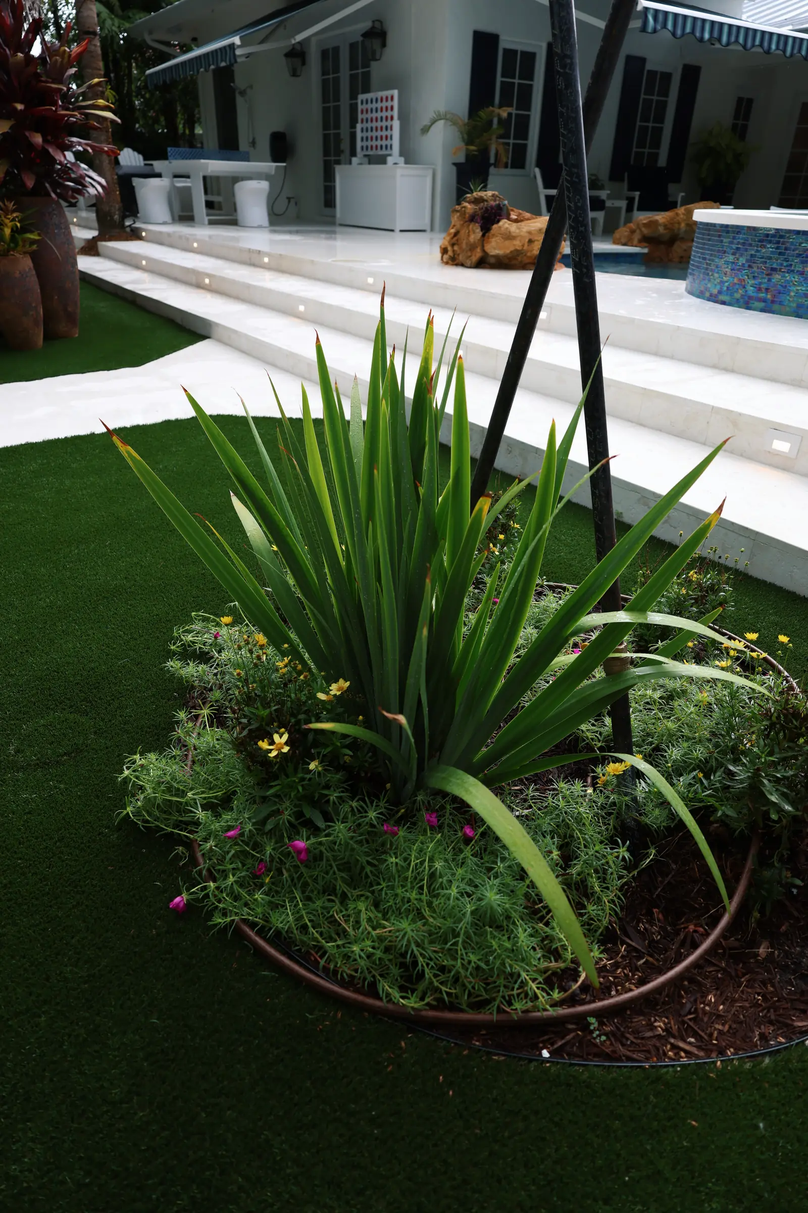 Agave with pool beyond, vertical