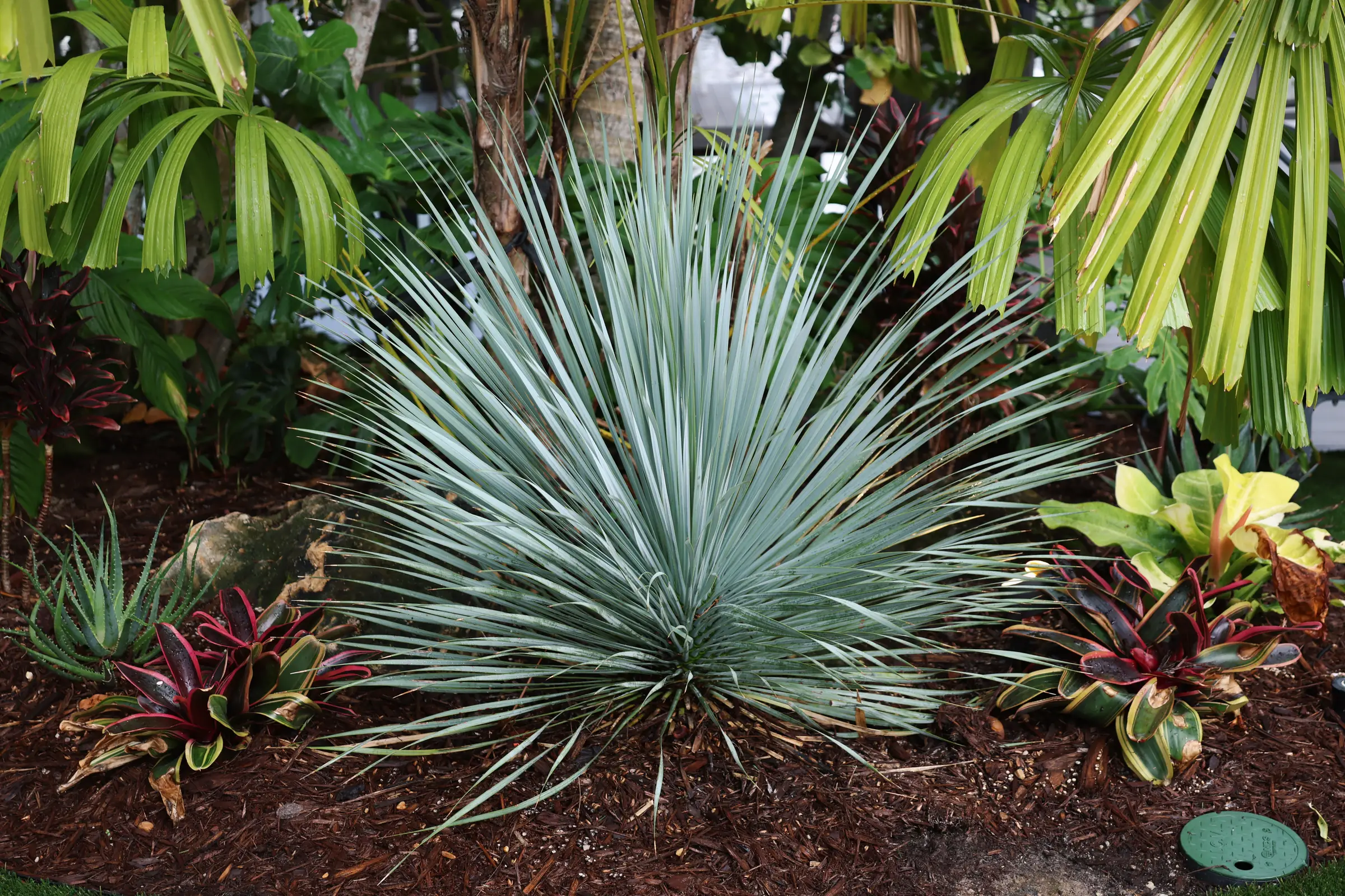 Blue agave bed detail