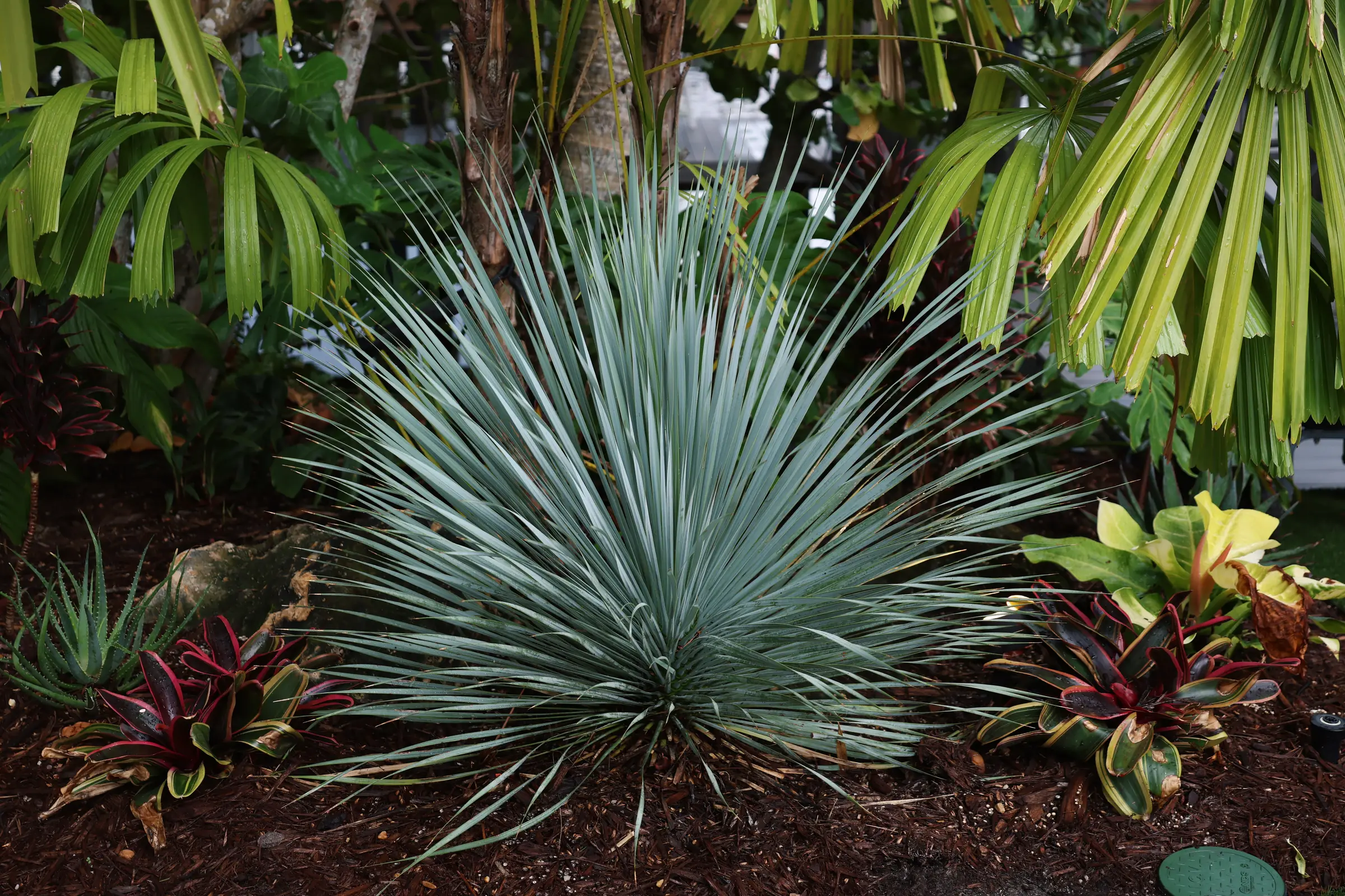 Blue agave with croton and cordyline