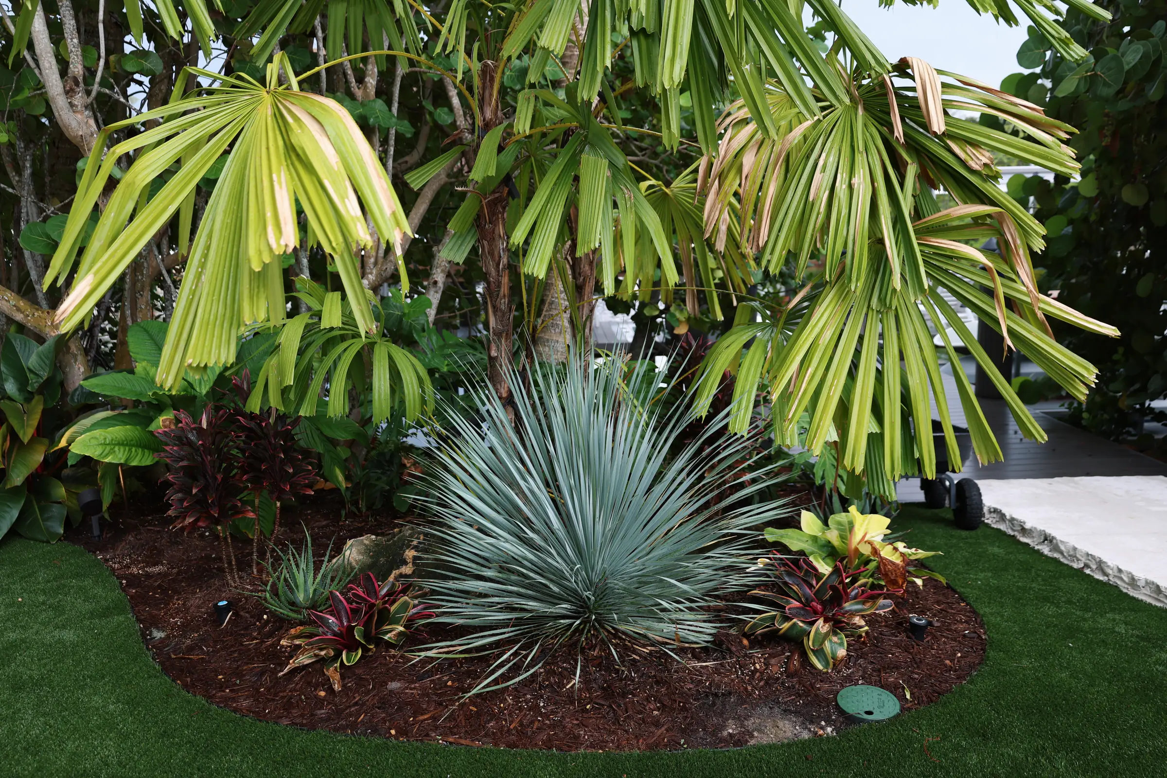Blue agave under fan palm fronds