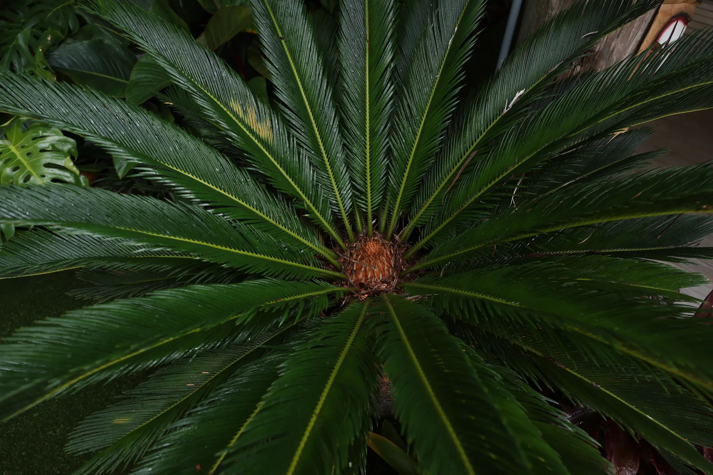 Sago palm crown from above