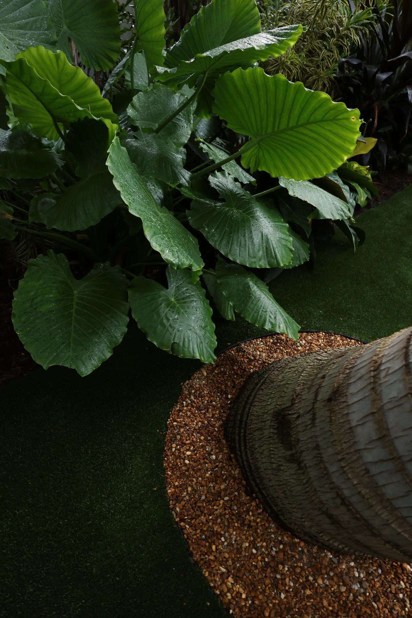 Alocasia leaves at coconut trunk base