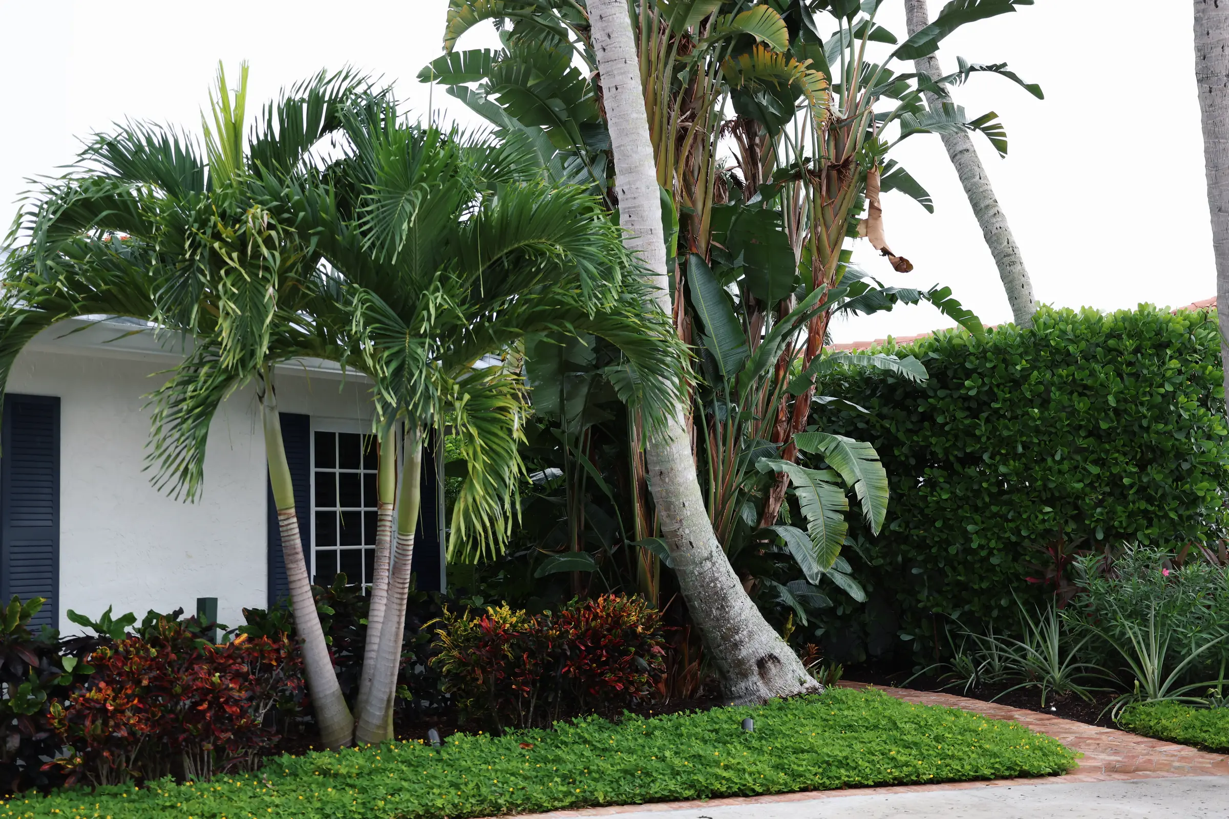 Foxtail palm and croton bed along drive