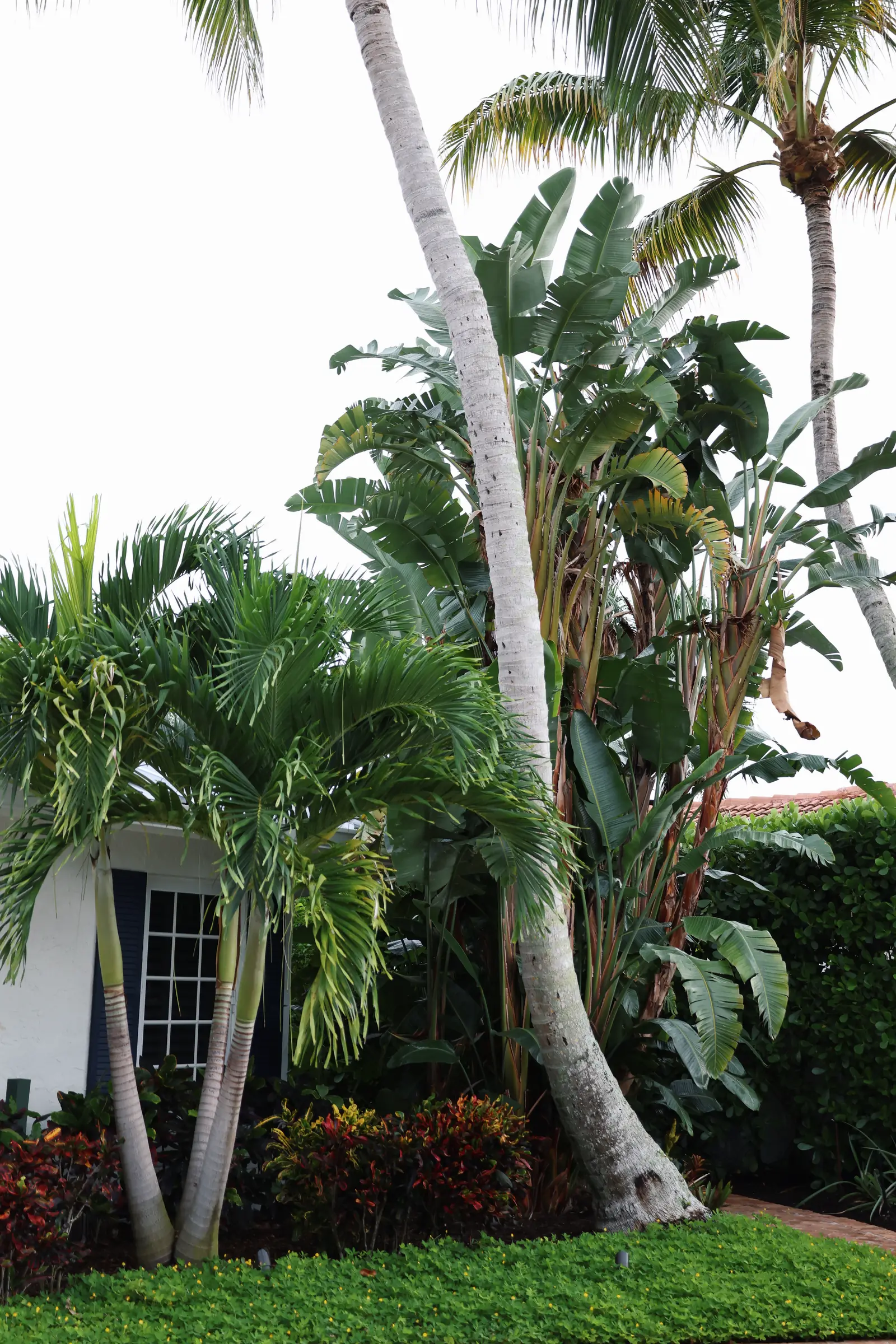 Palm bird of paradise and croton at shutters