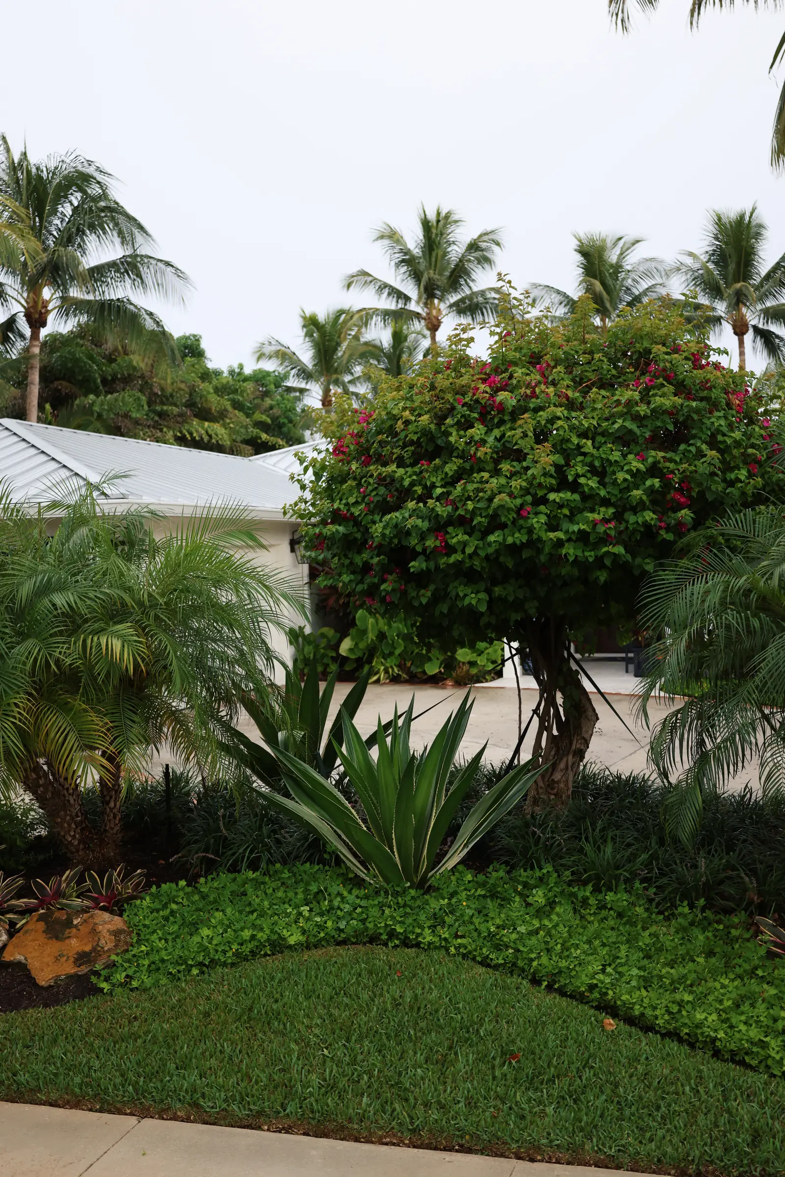Fan palm and agave island bed