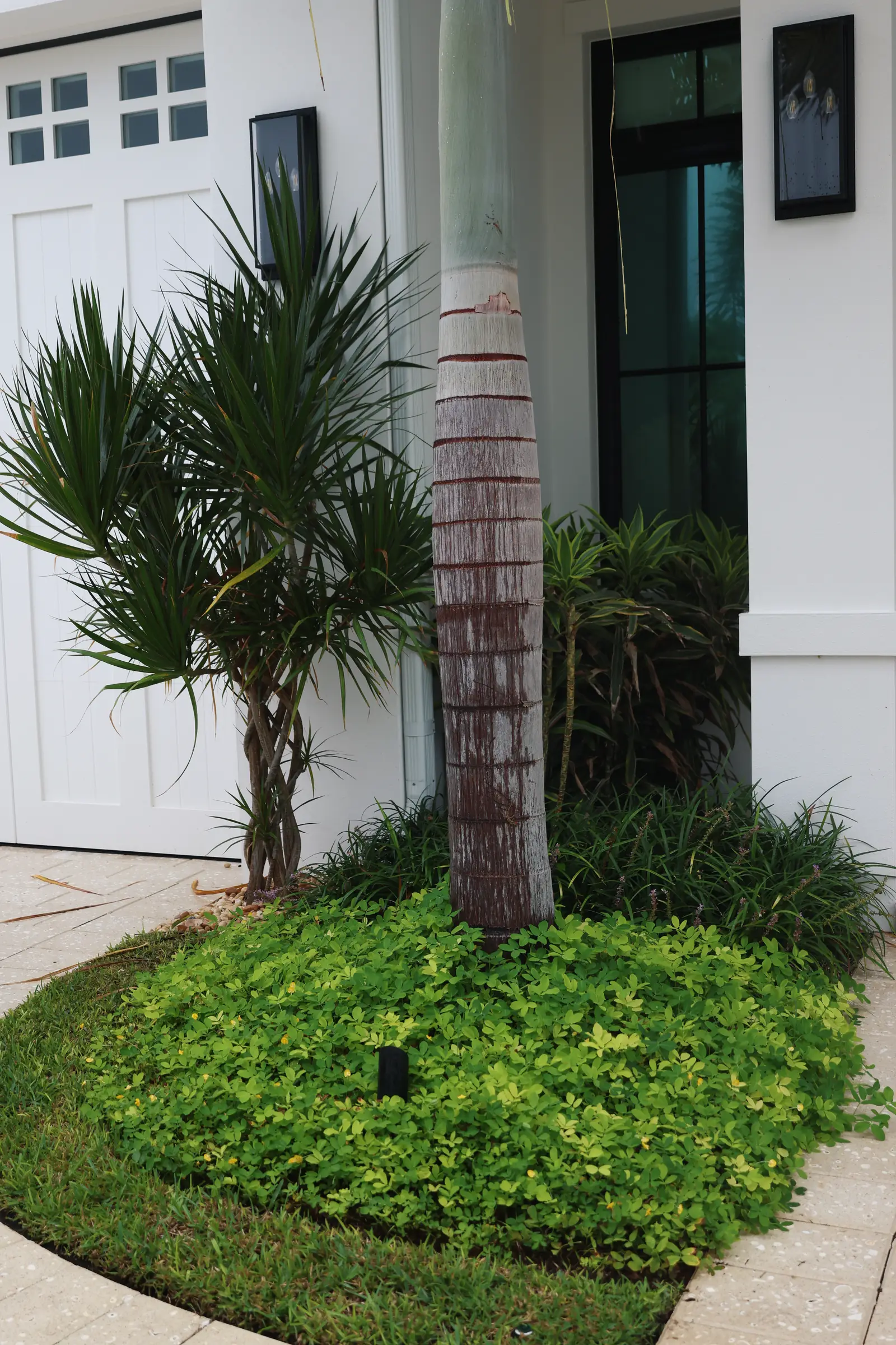 Foxtail palm base with cordyline and ground cover