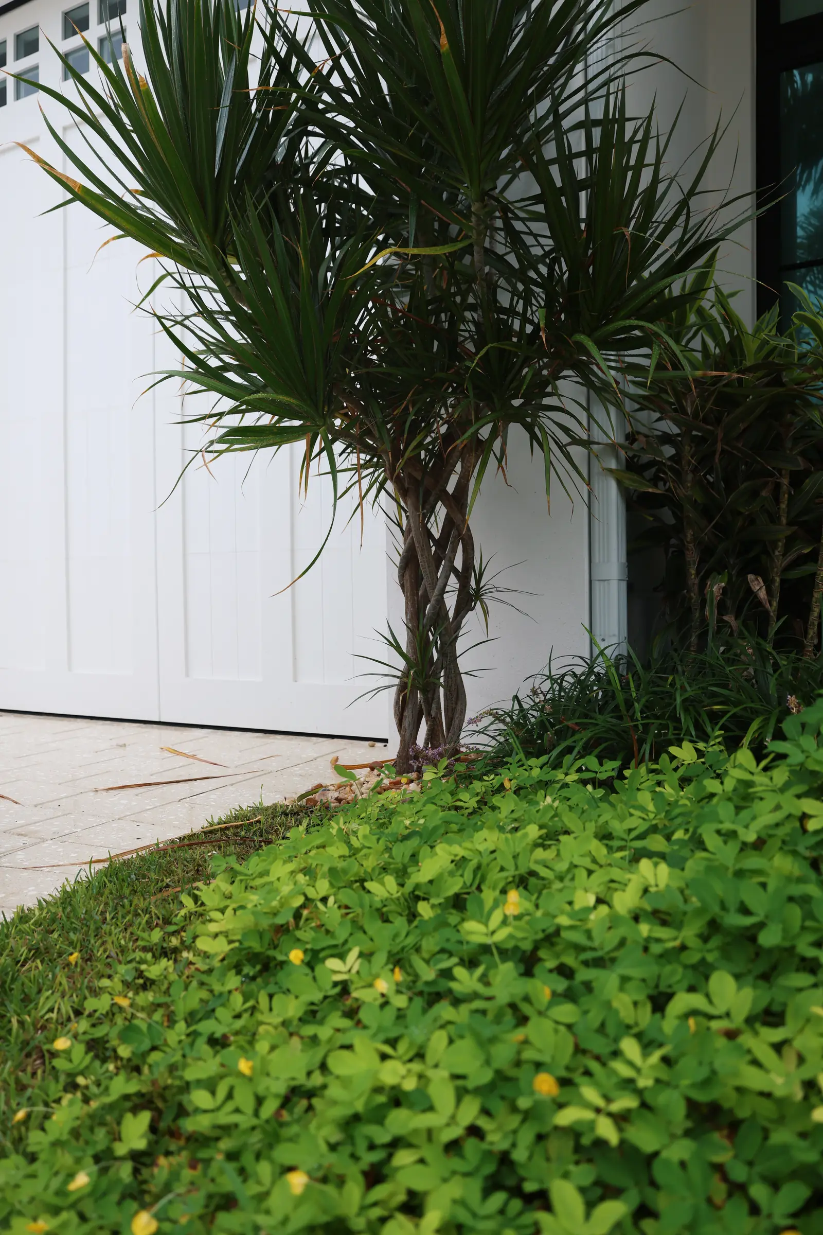 Pandanus and dwarf ground cover