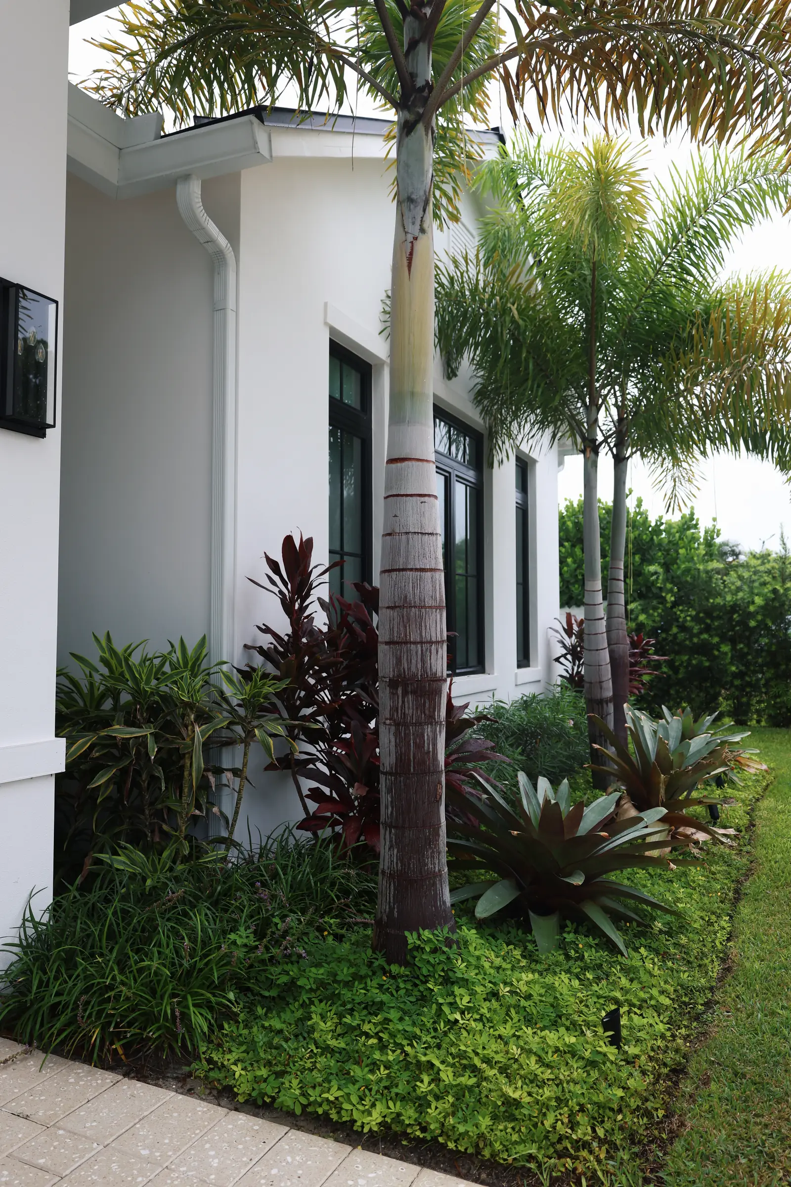 Foxtail palm and bromeliad bed at entry
