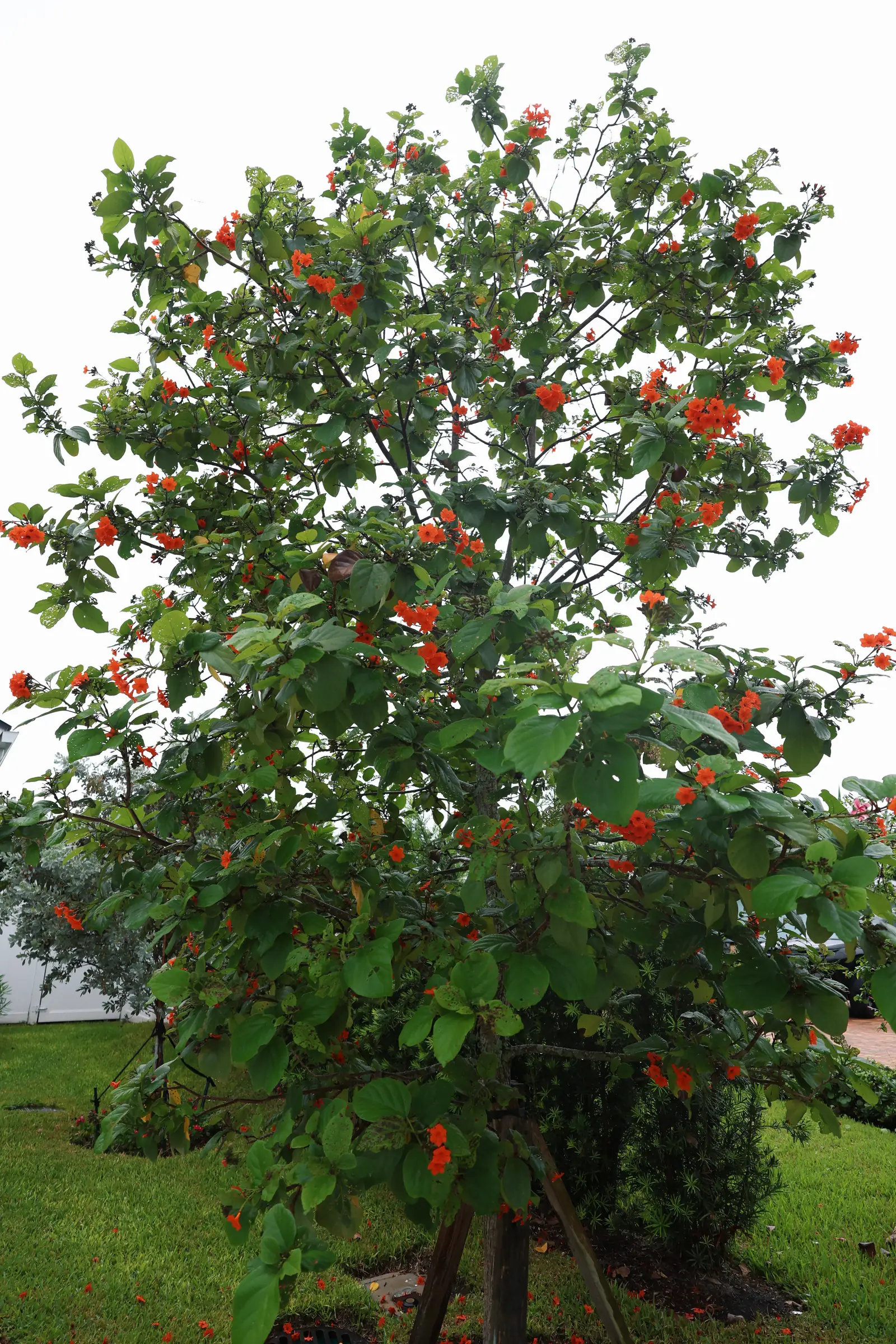 Red-flowering tree on lawn, vertical