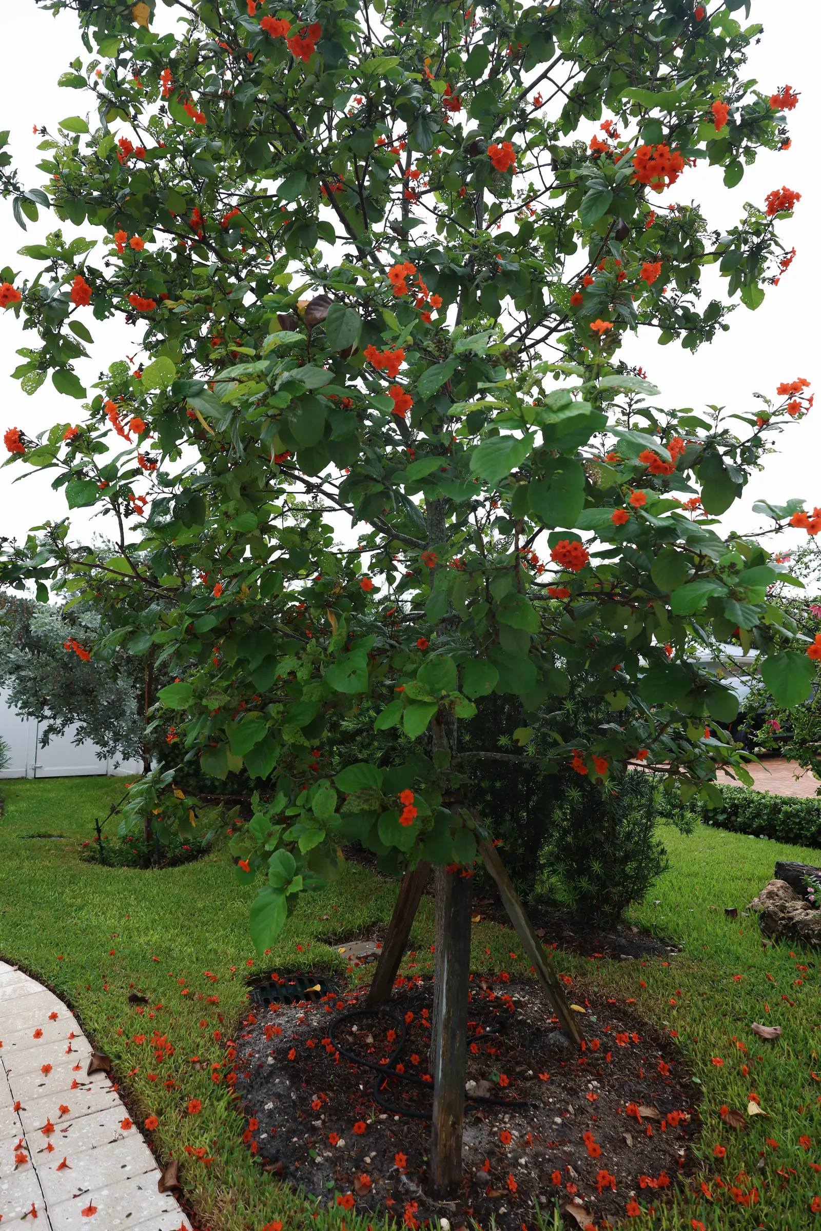 Red-flowering tree, vertical alt