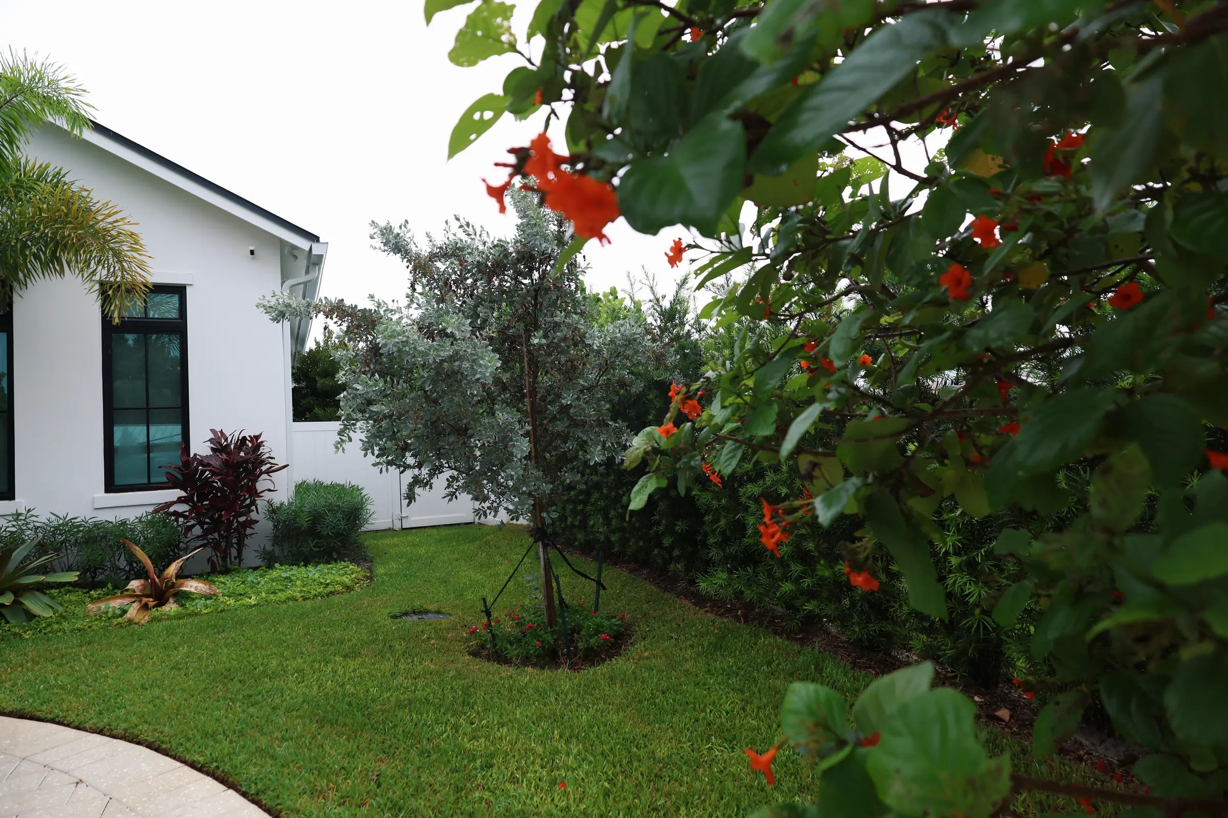 Red flowering tree canopy over lawn