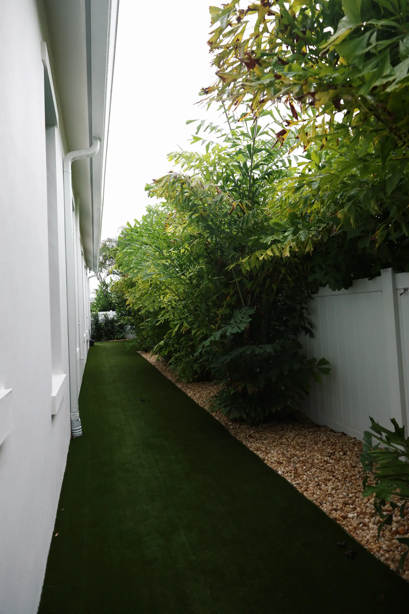 Side yard turf with clusia trees