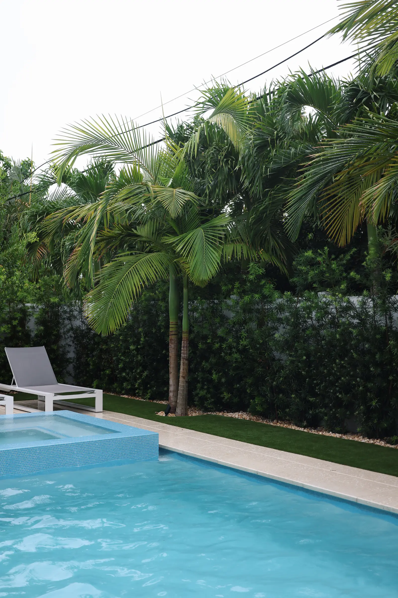 Foxtail palm trunk over lap pool
