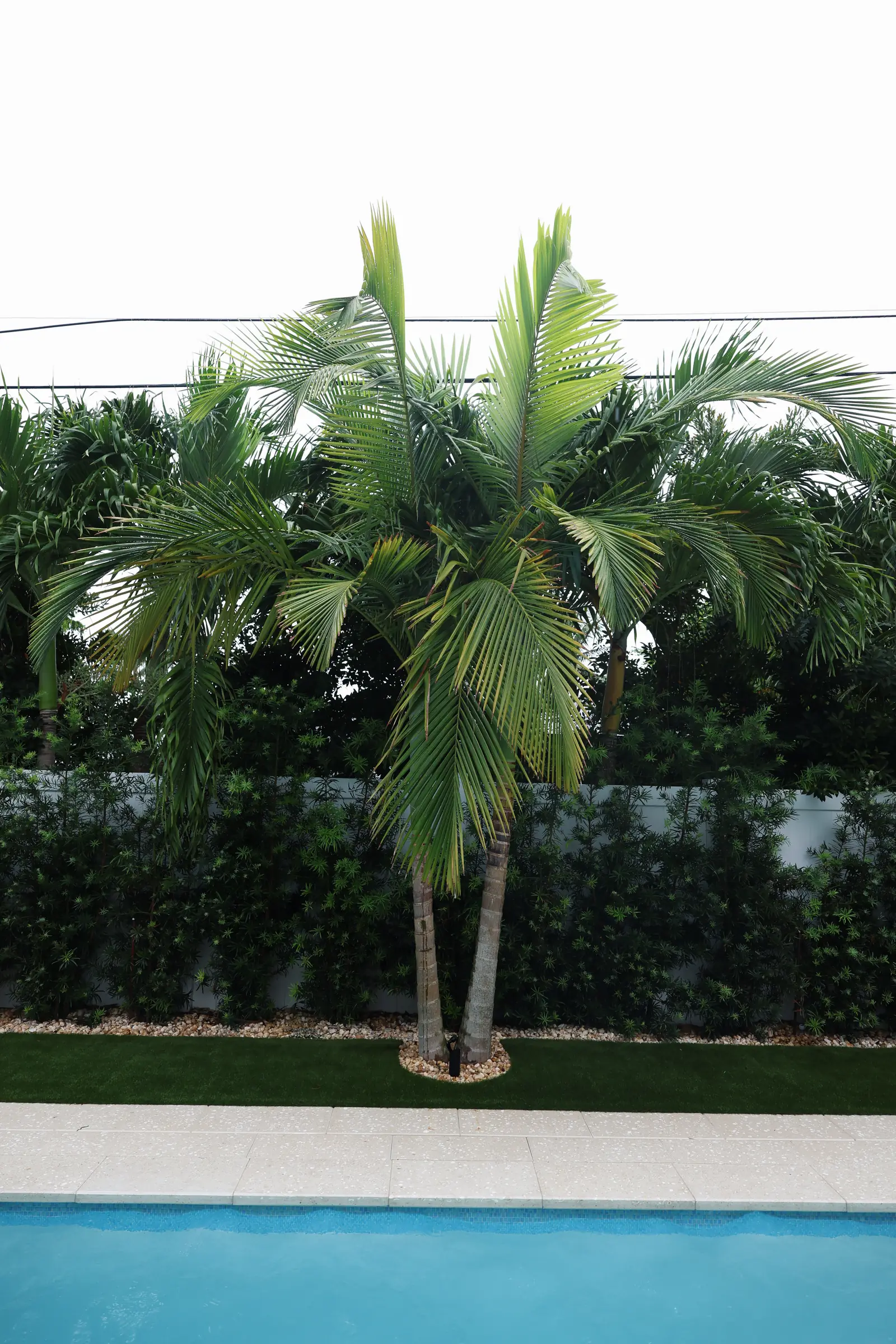 Pool with palms, vertical