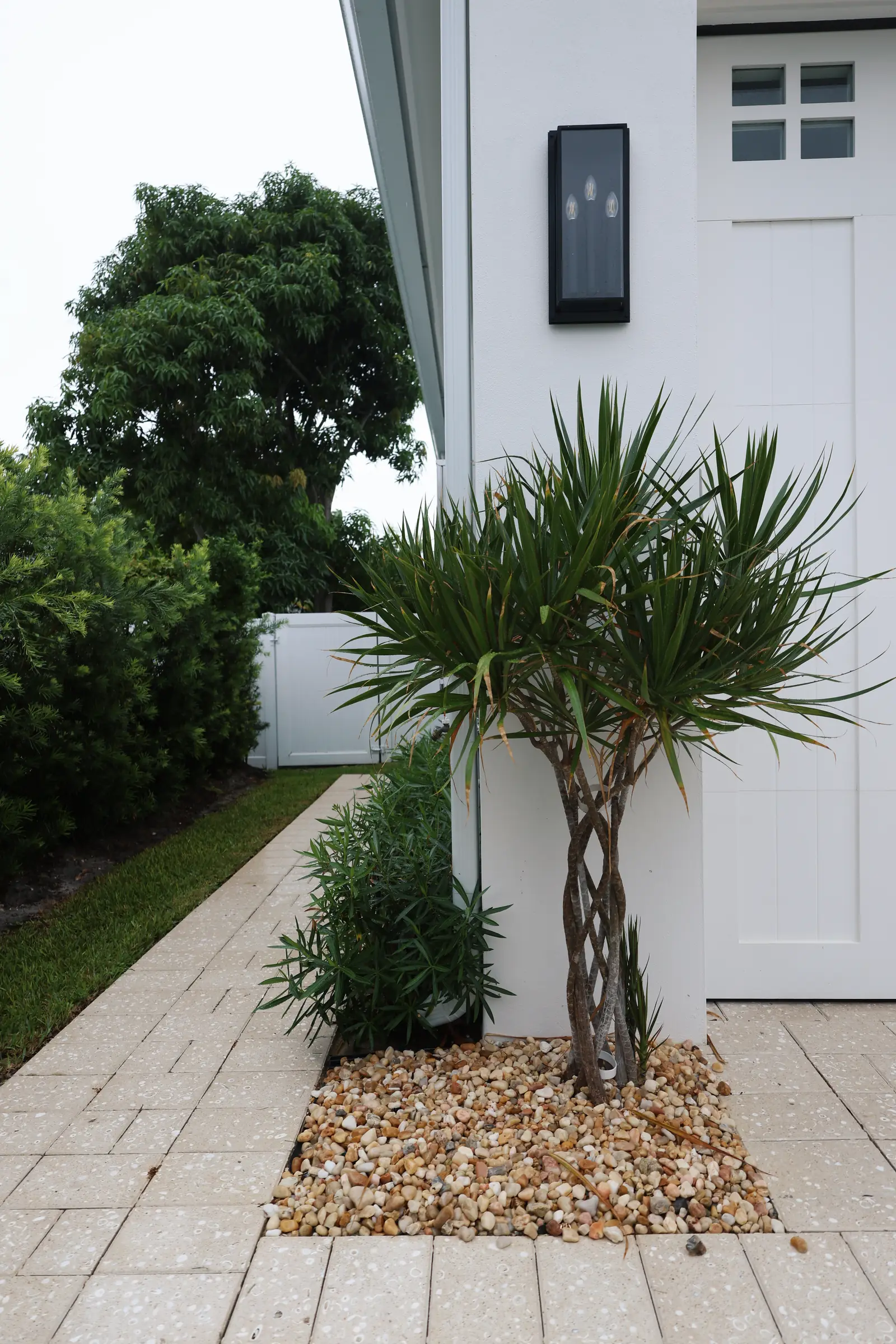 Pandanus at garage, vertical