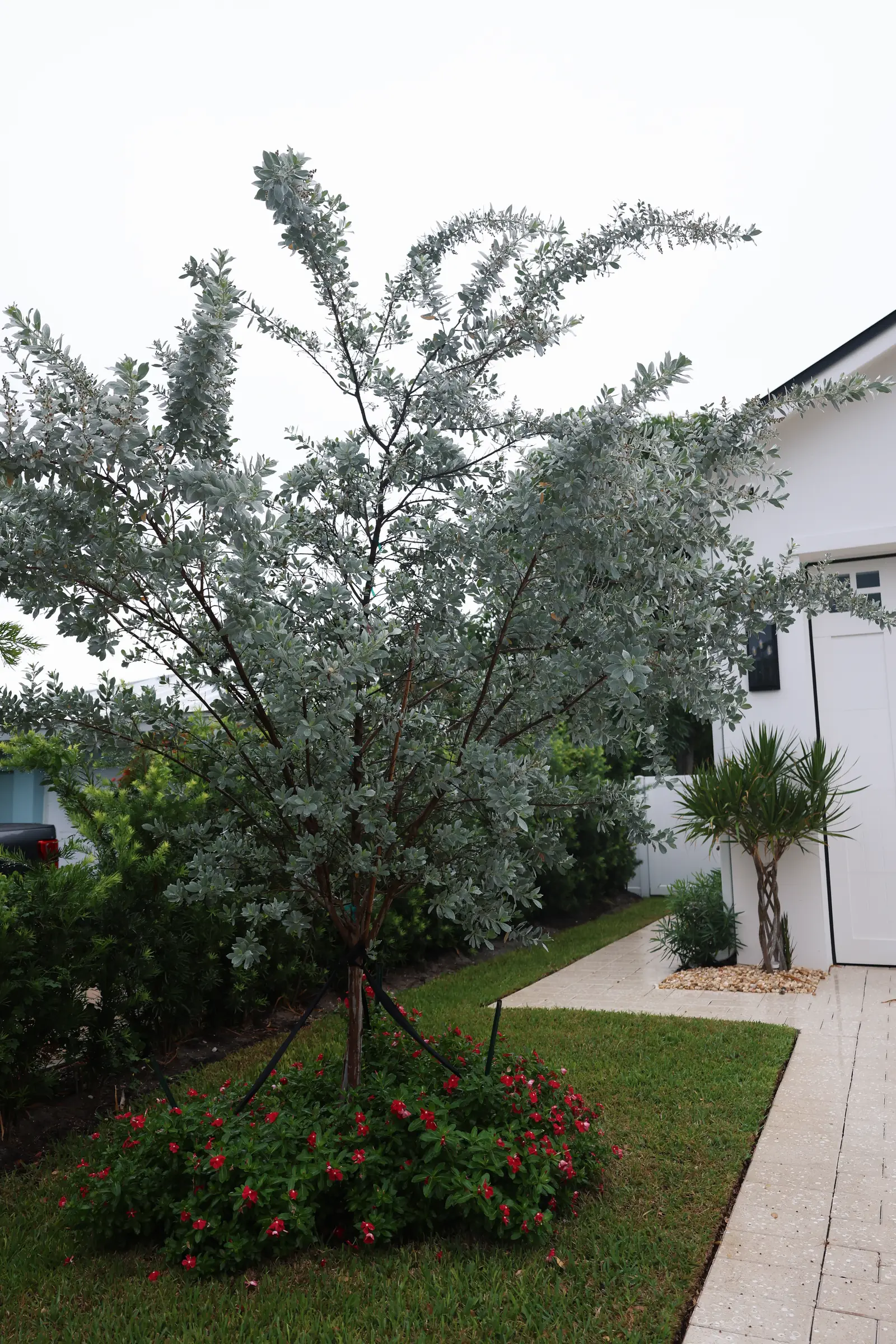 Silver buttonwood over red pentas, vertical