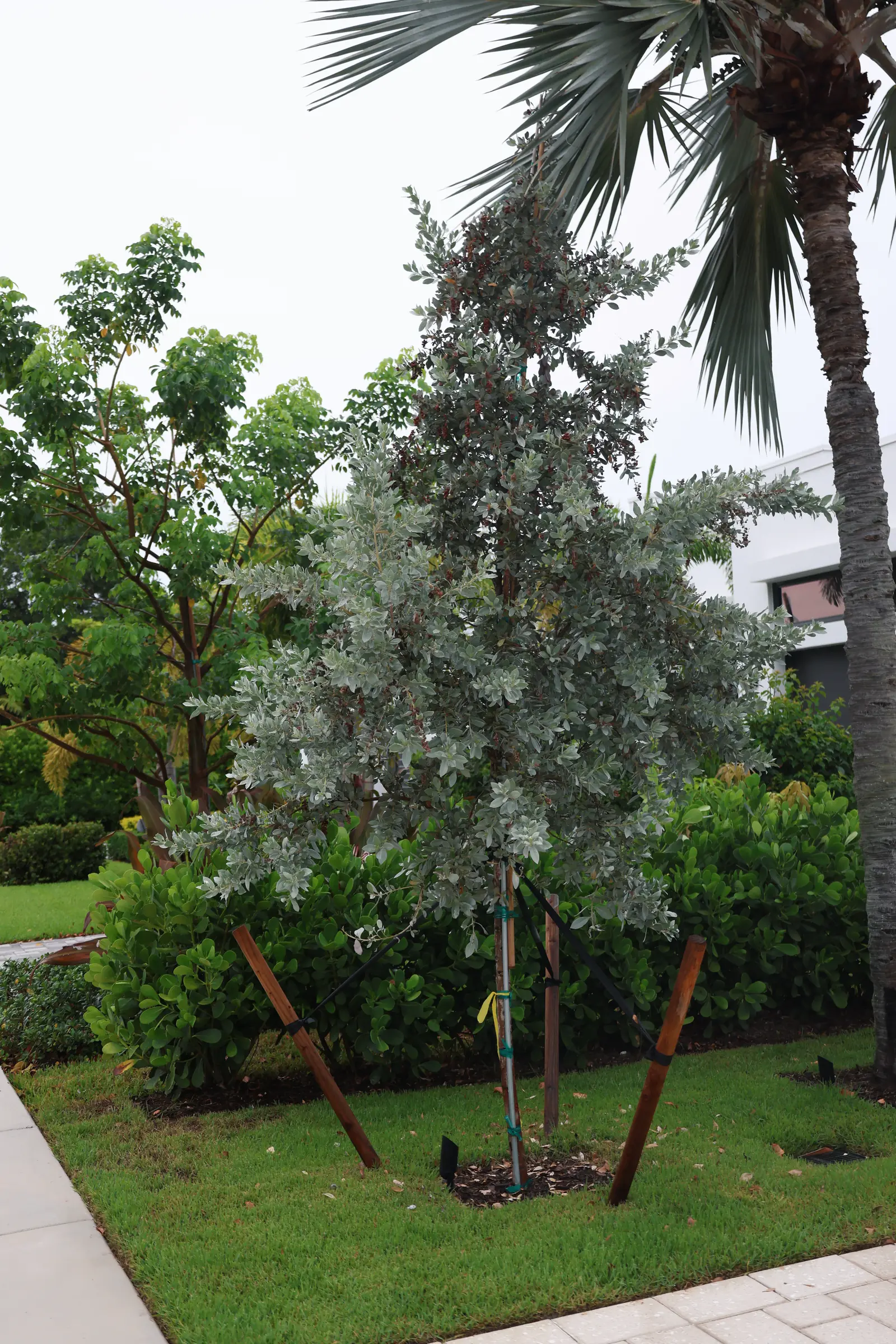Silver buttonwood on lawn, vertical