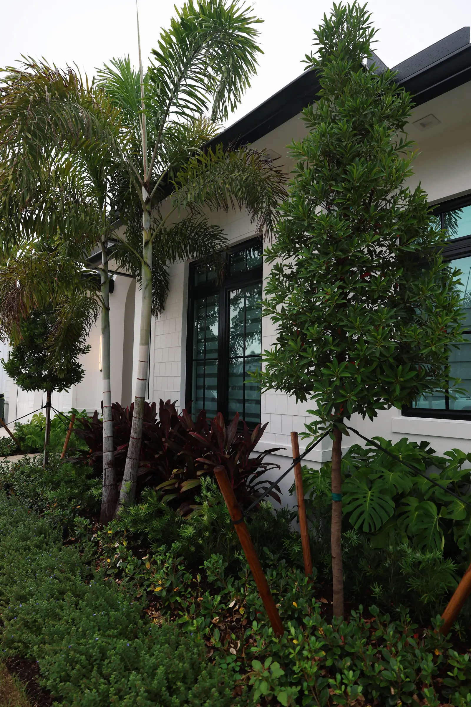 Cordyline and staked palms at facade corner
