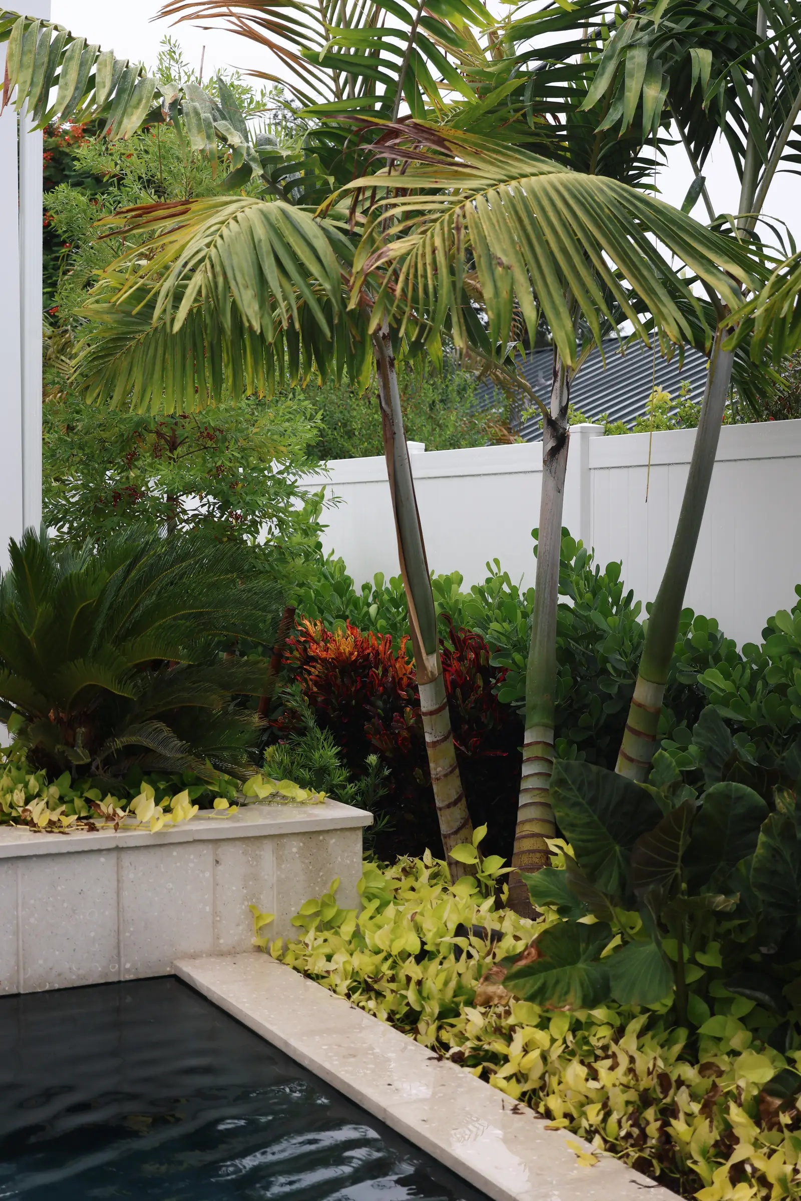 Palm trunks croton and raised planter