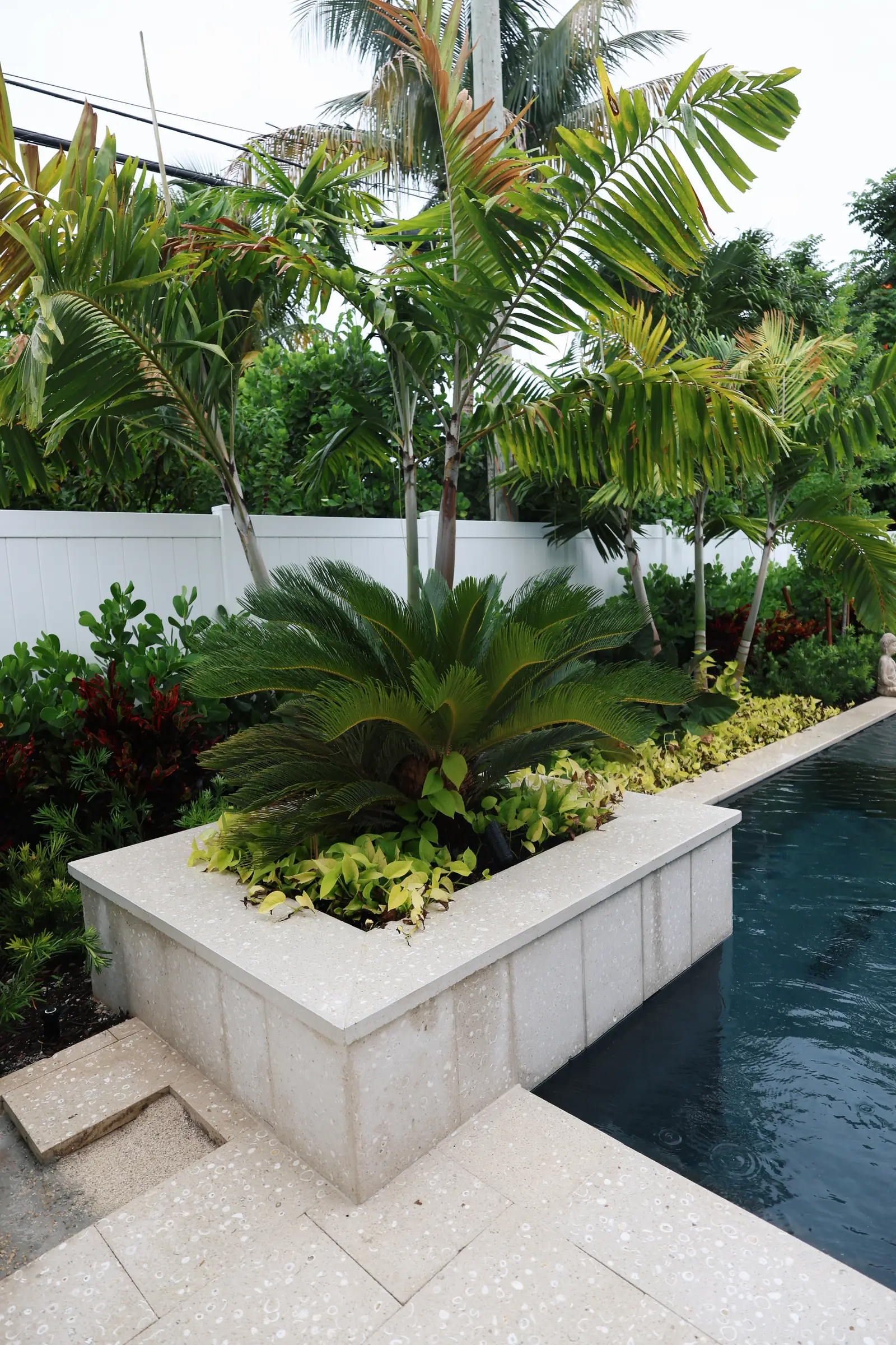Sago in raised planter over dark water