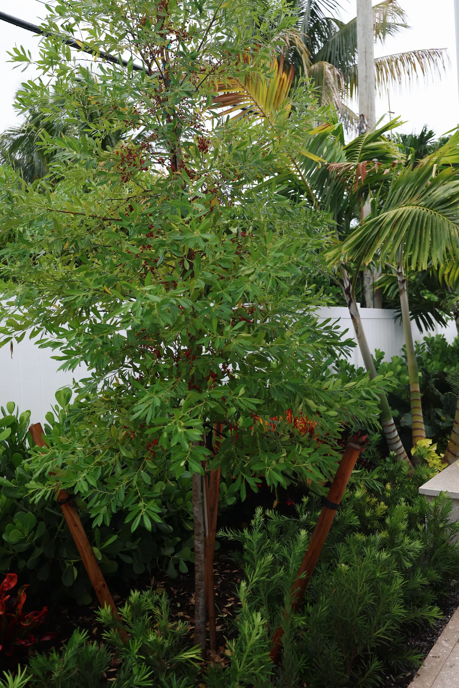 Red cordyline and staked foxtail palms