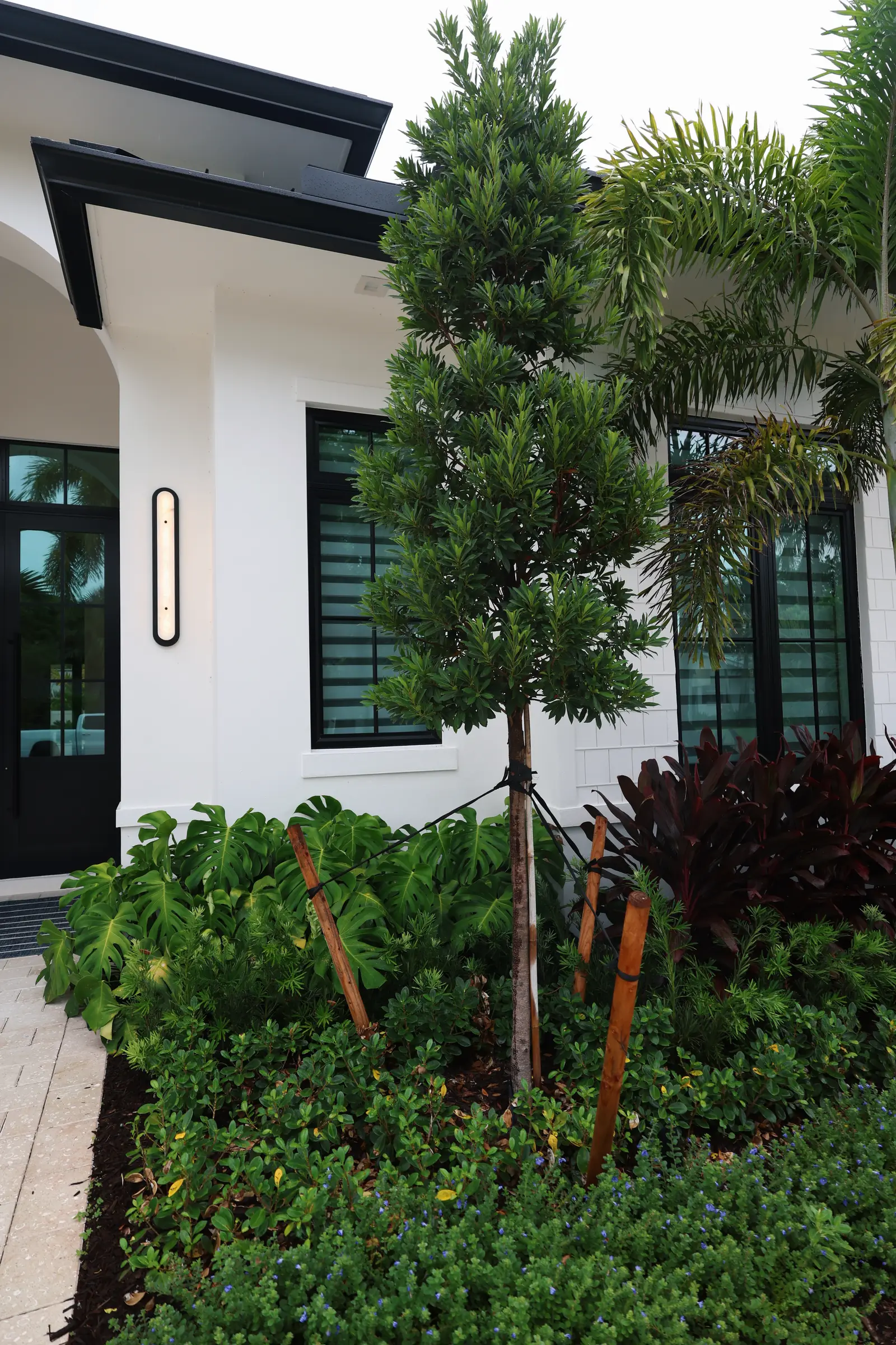 Staked foxtail palms over cordyline bed