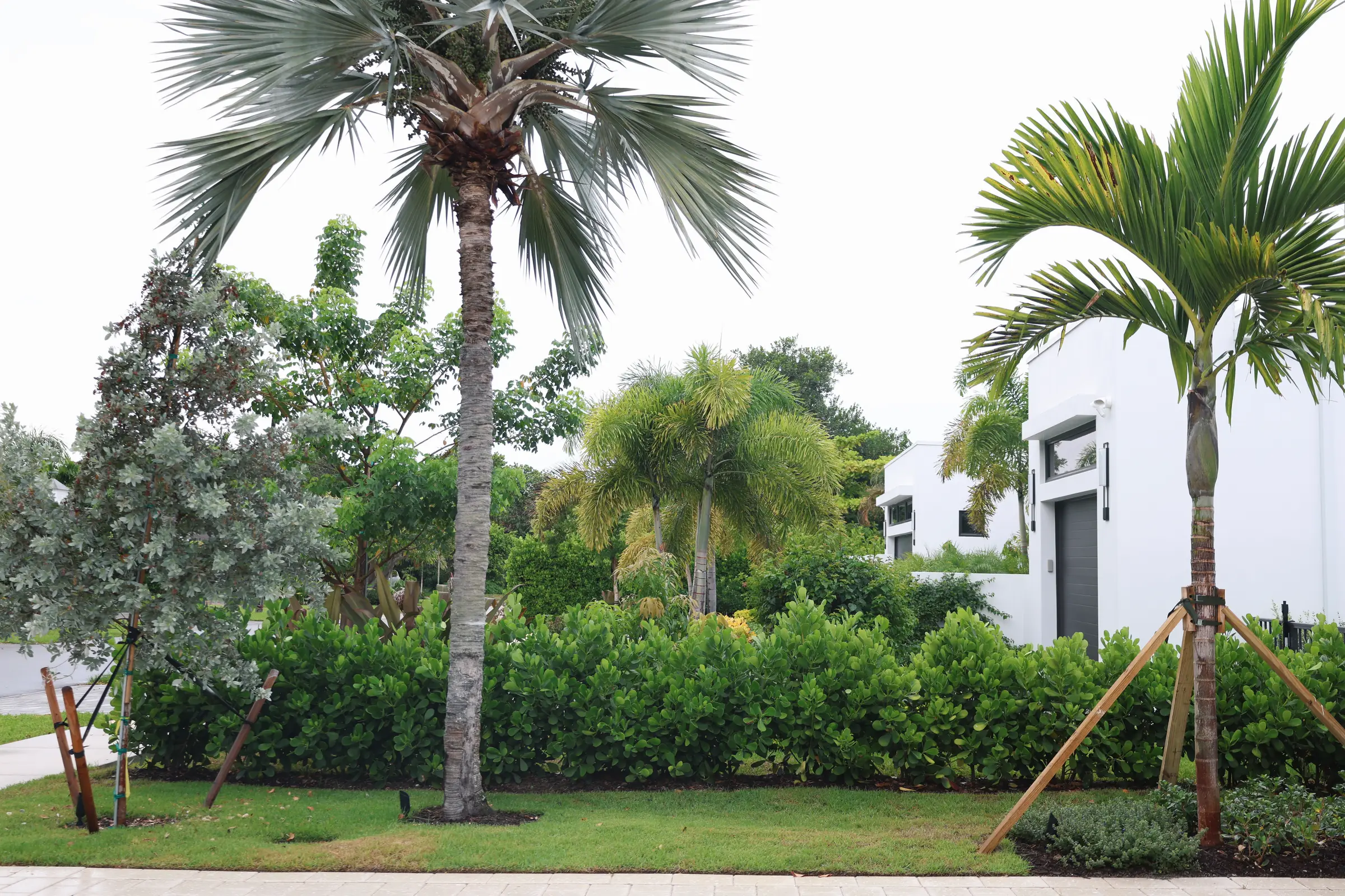 Buttonwood, palms and house