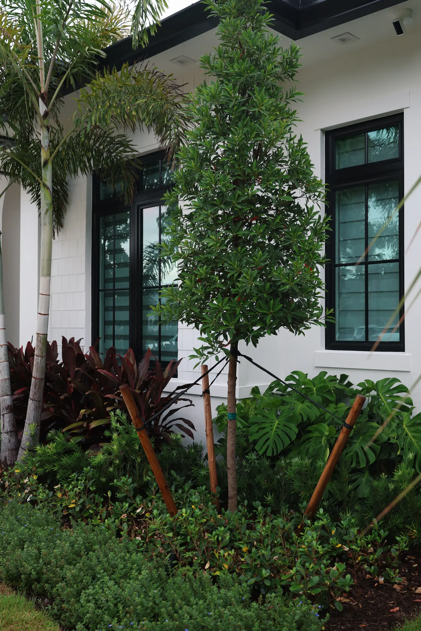 Palms and cordyline at facade, vertical