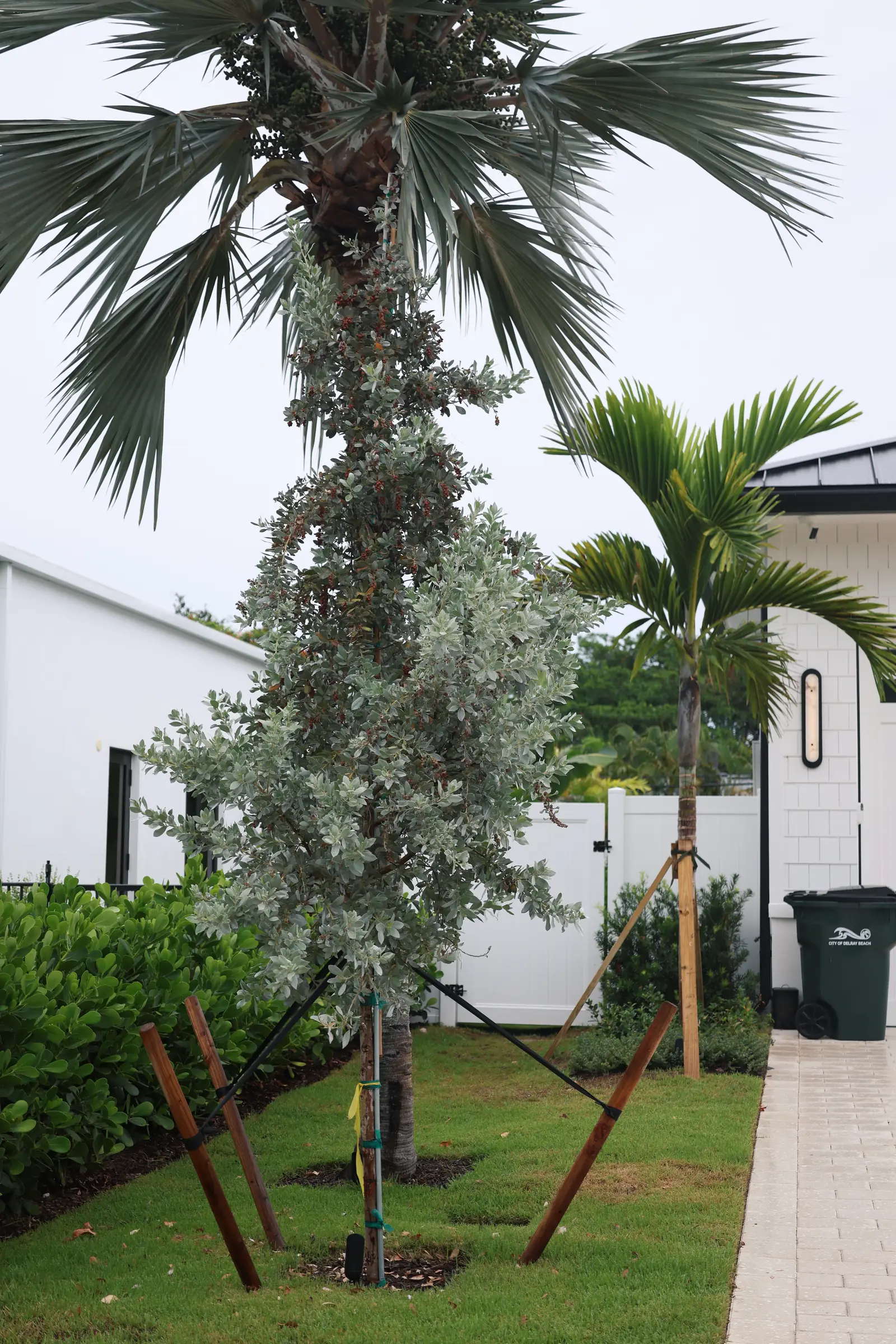 Buttonwood at garage corner, vertical