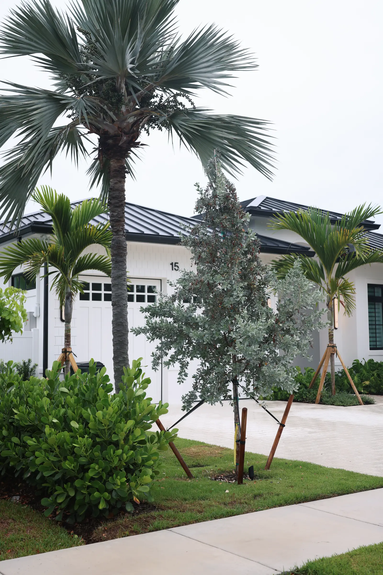Buttonwood and palm at facade, vertical