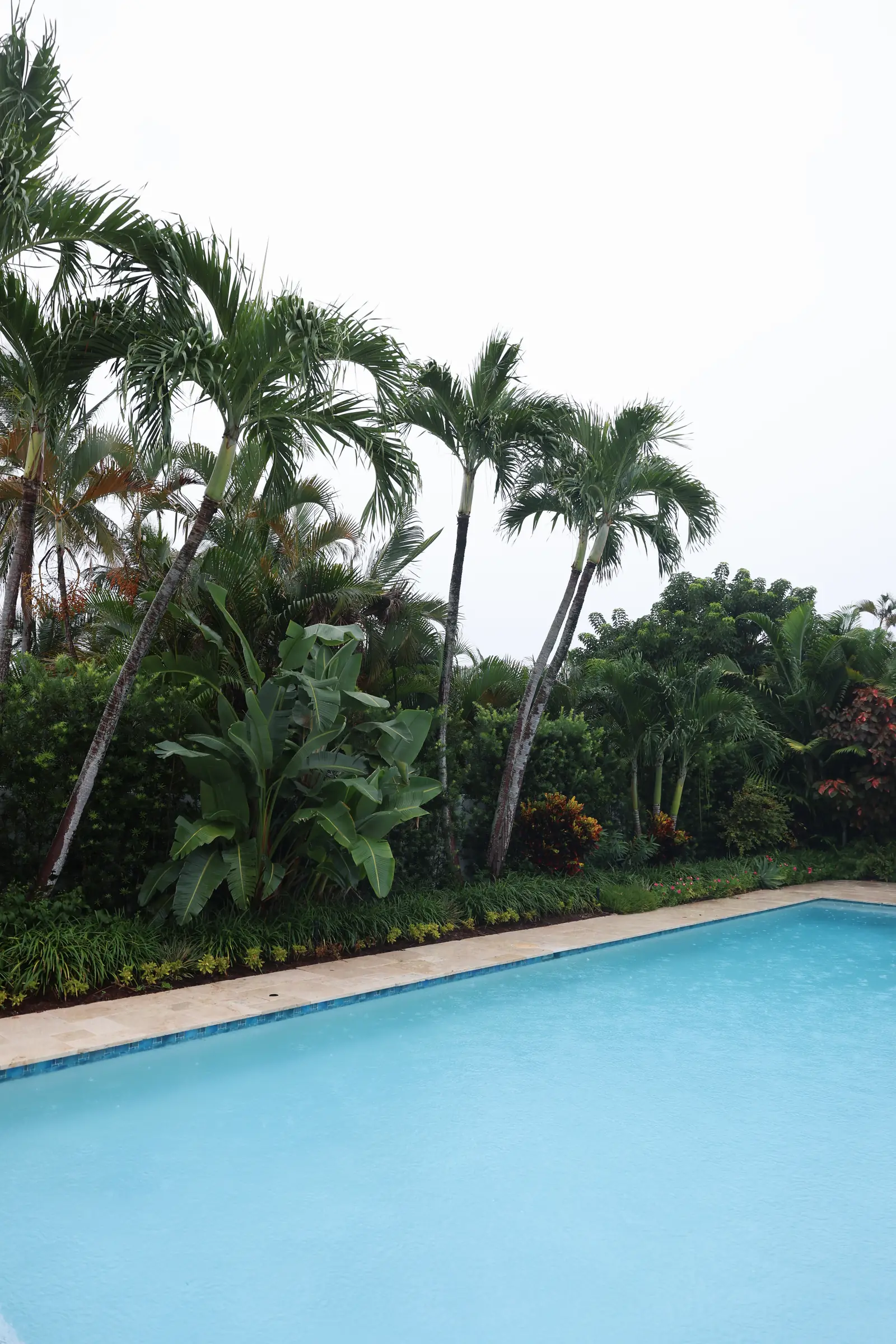 Pool with palms, vertical