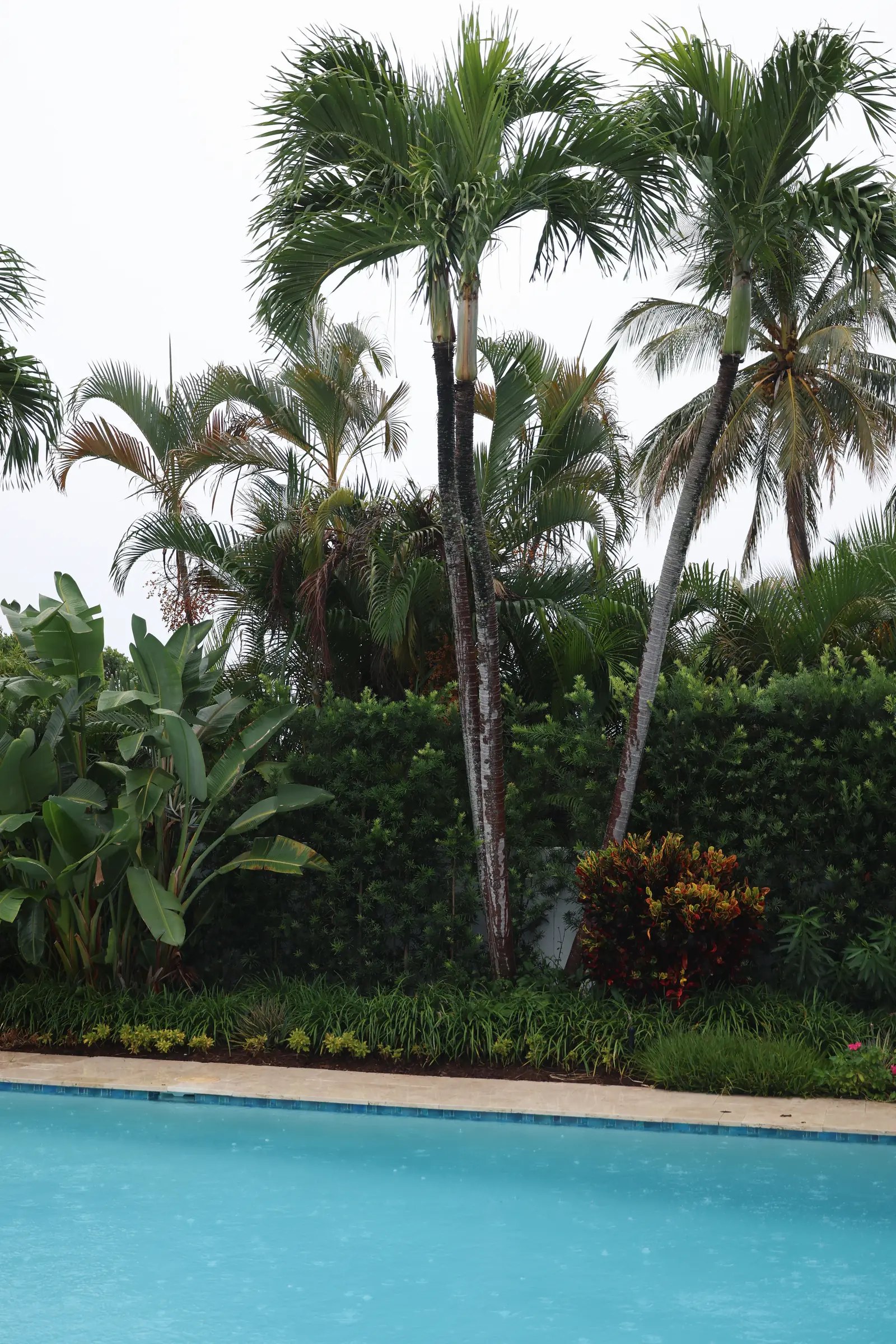 Palms over pool, vertical