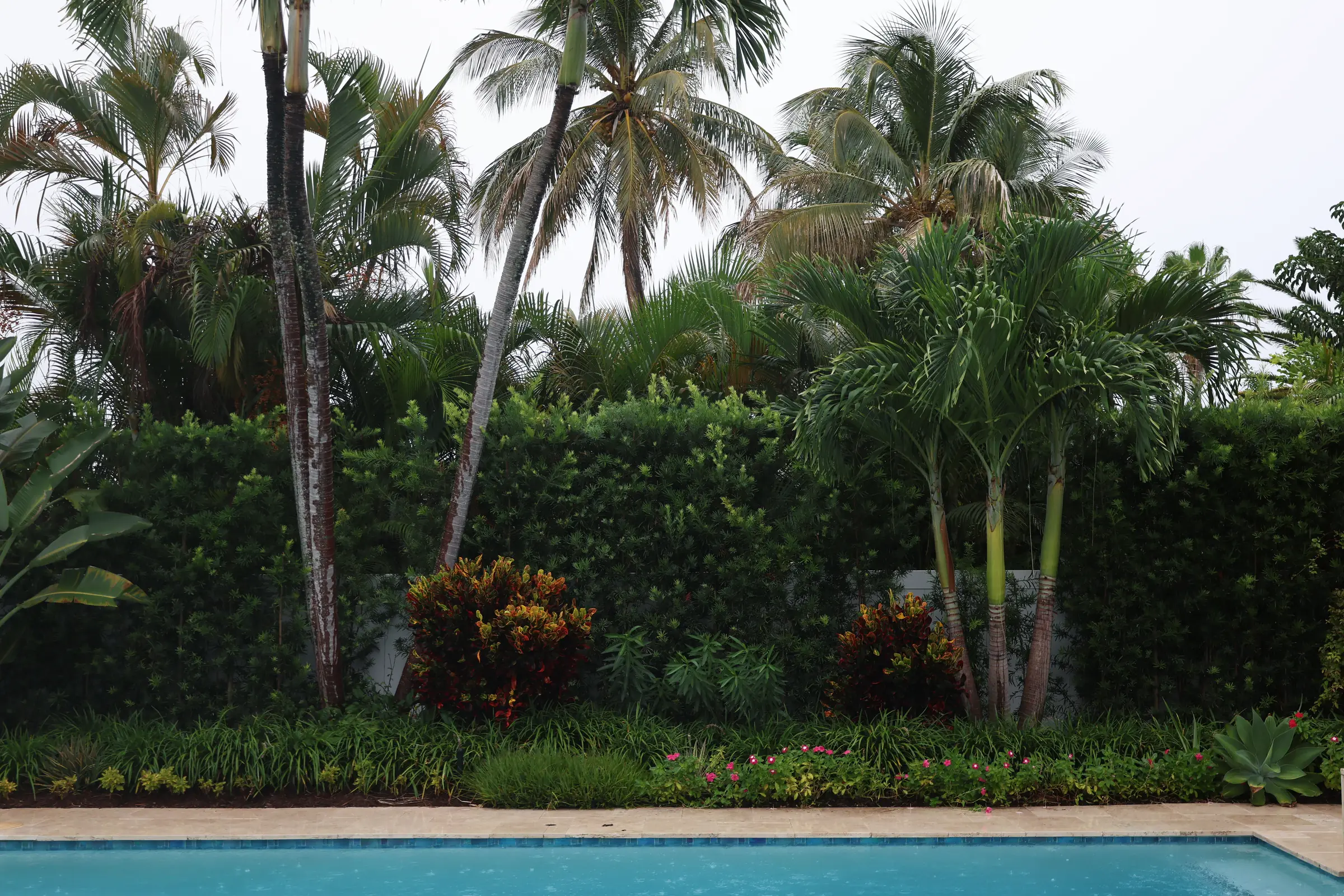 Croton hedge palms and bromeliad at pool