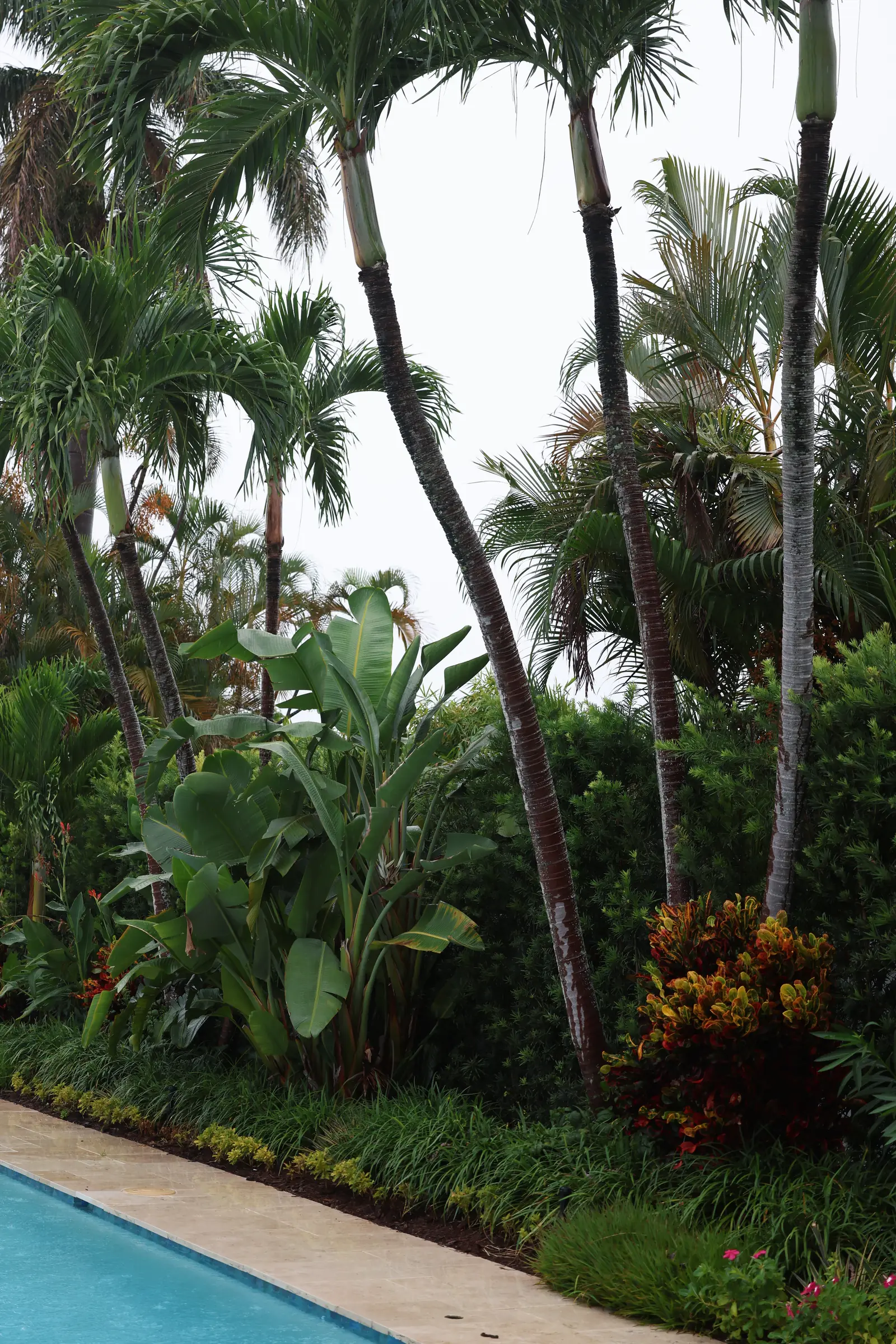 Pool edge with palms, vertical
