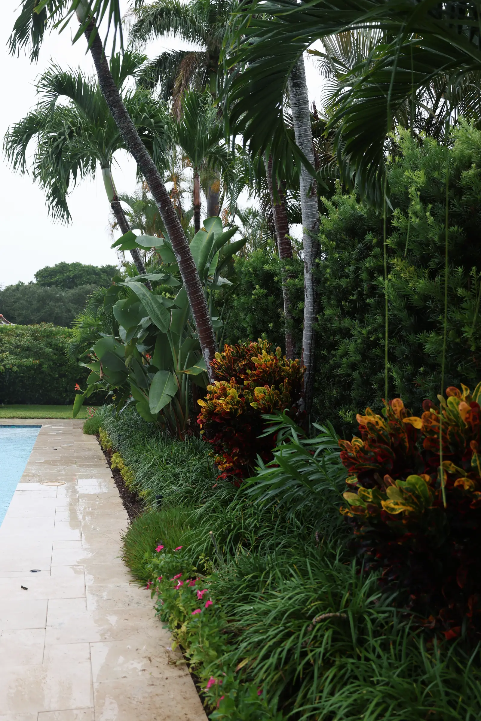 Croton and palm border along pool path
