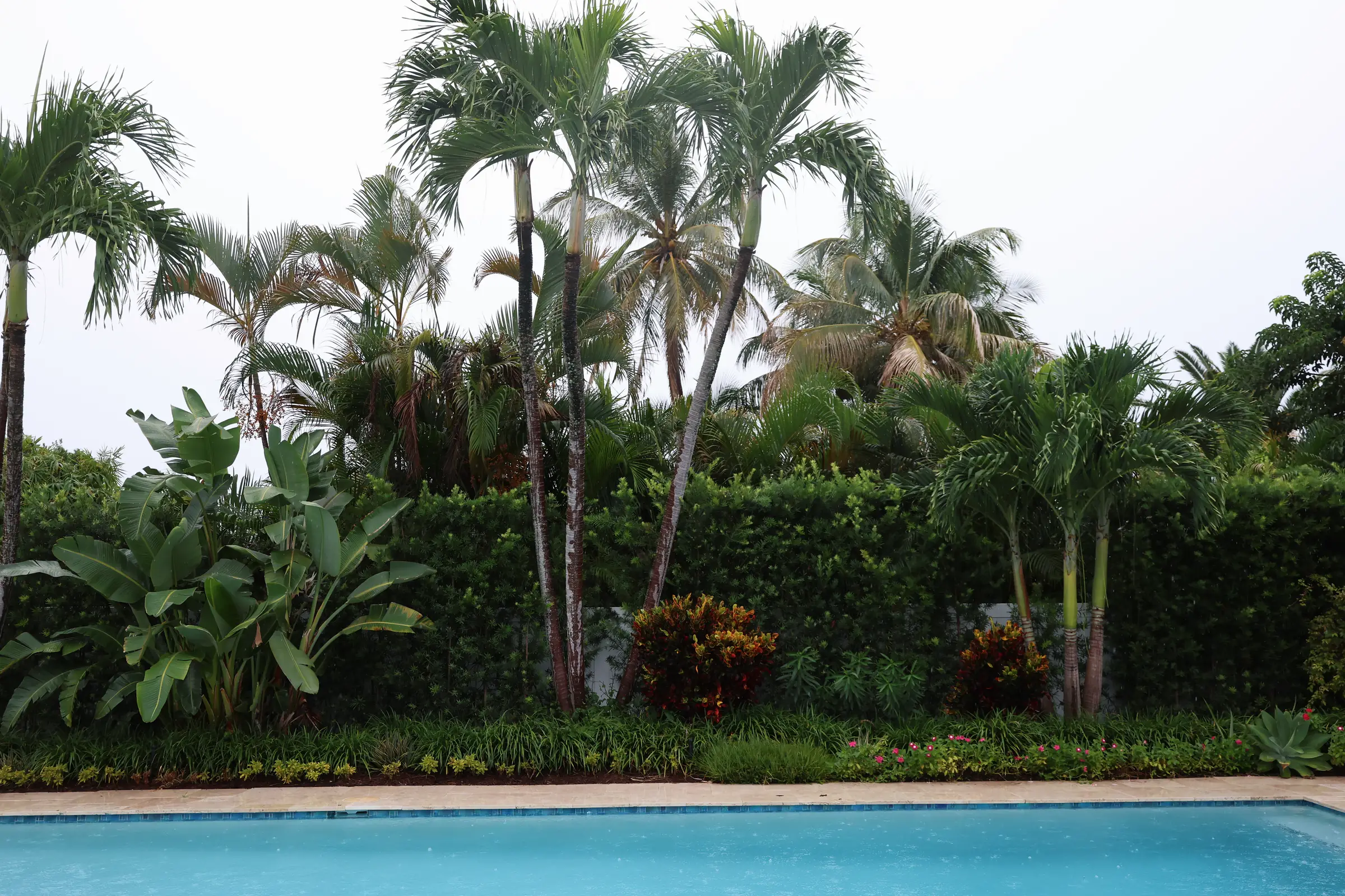 Pool with dense palm border