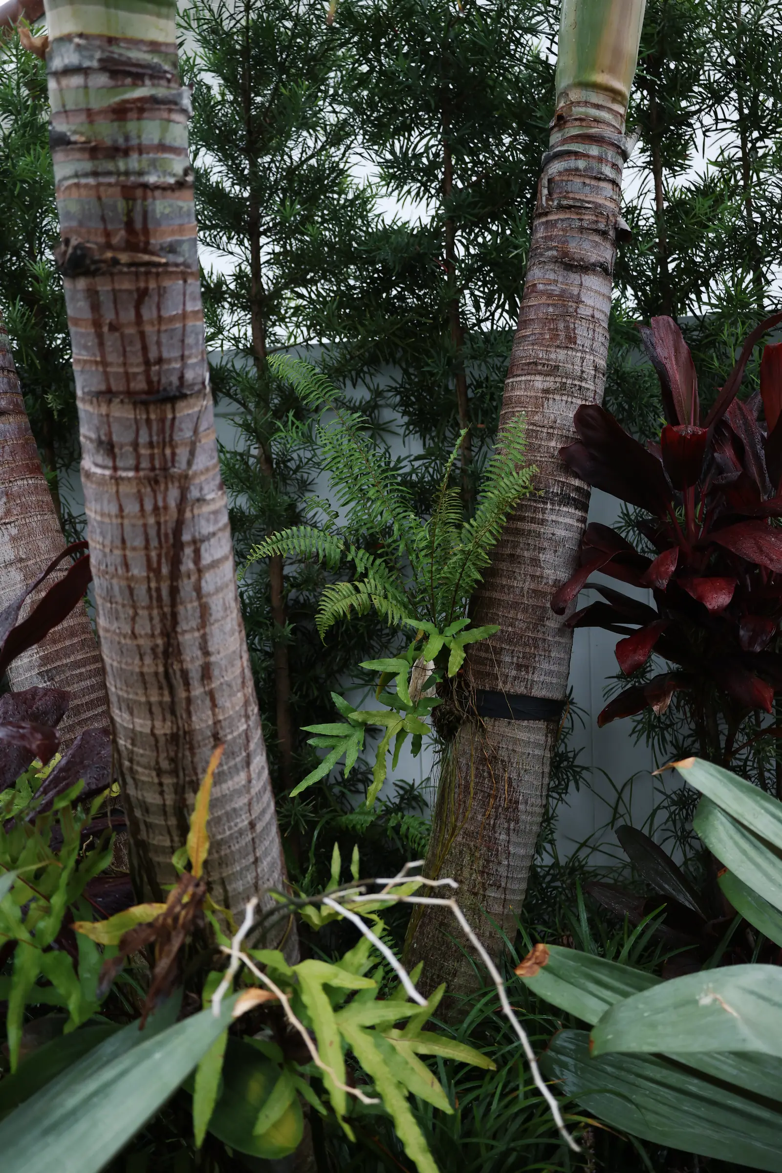 Staked palm trunks with bromeliad understory